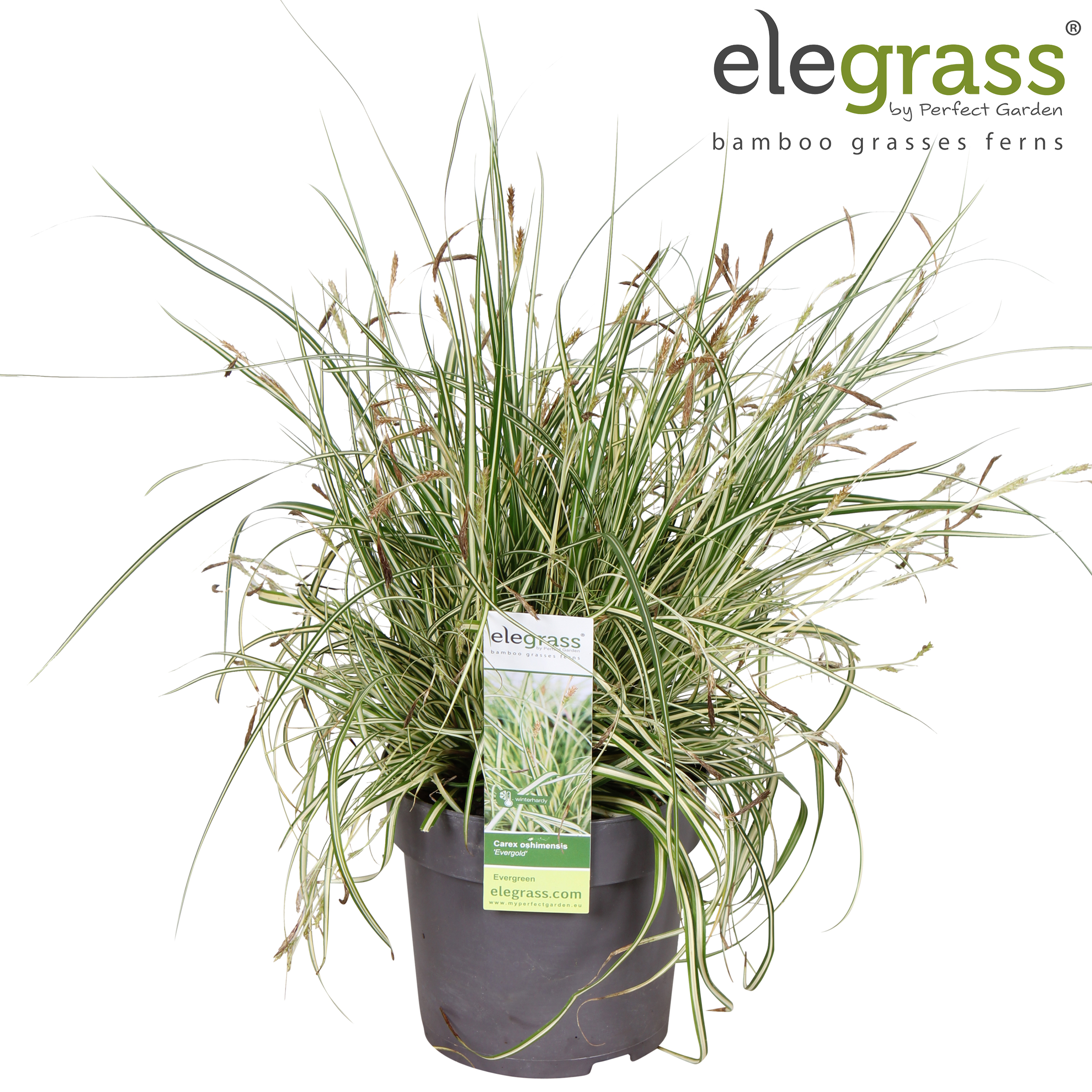 Carex hachijoensis 'Evergold' P14, D 14