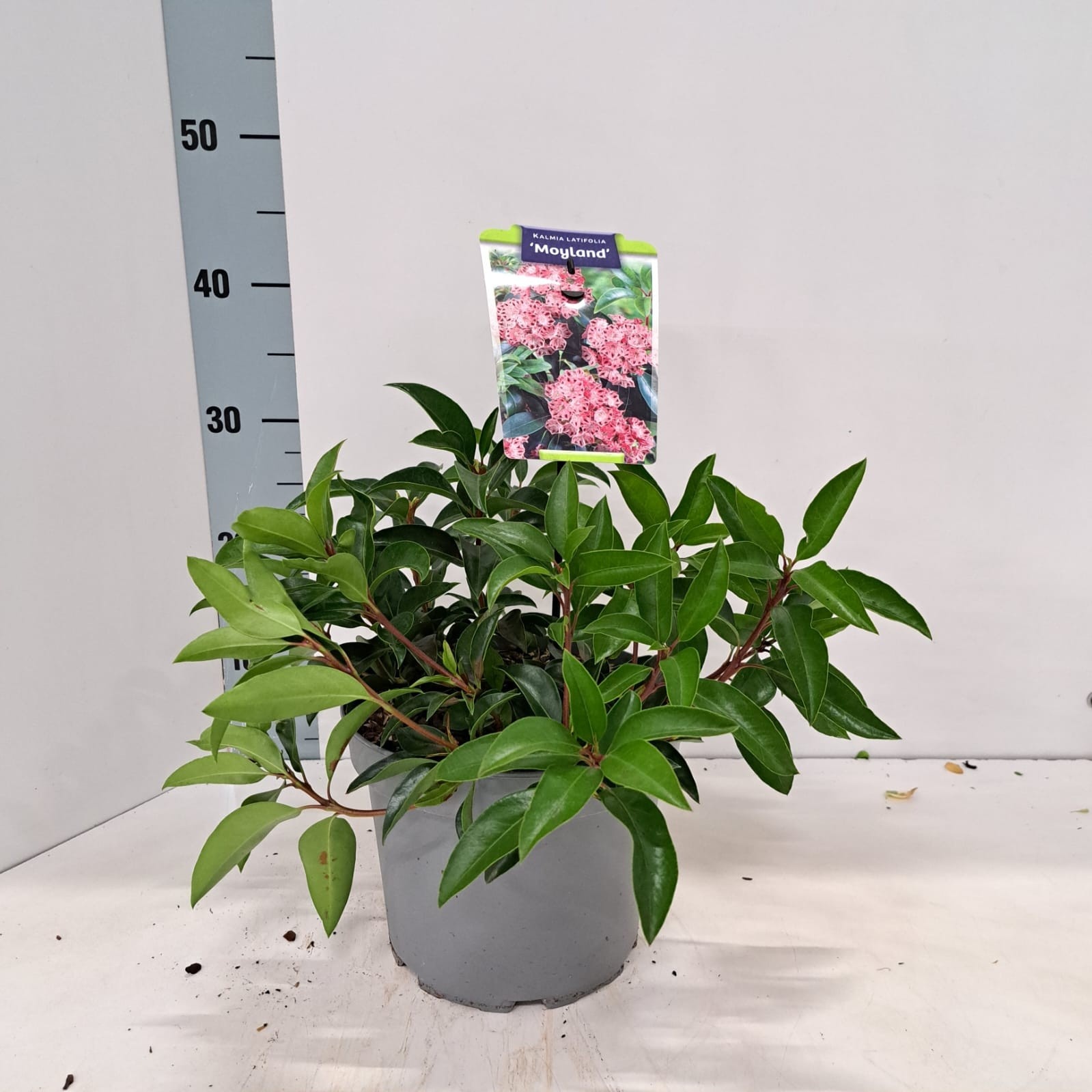 Kalmia lat. 'Moyland', D 21