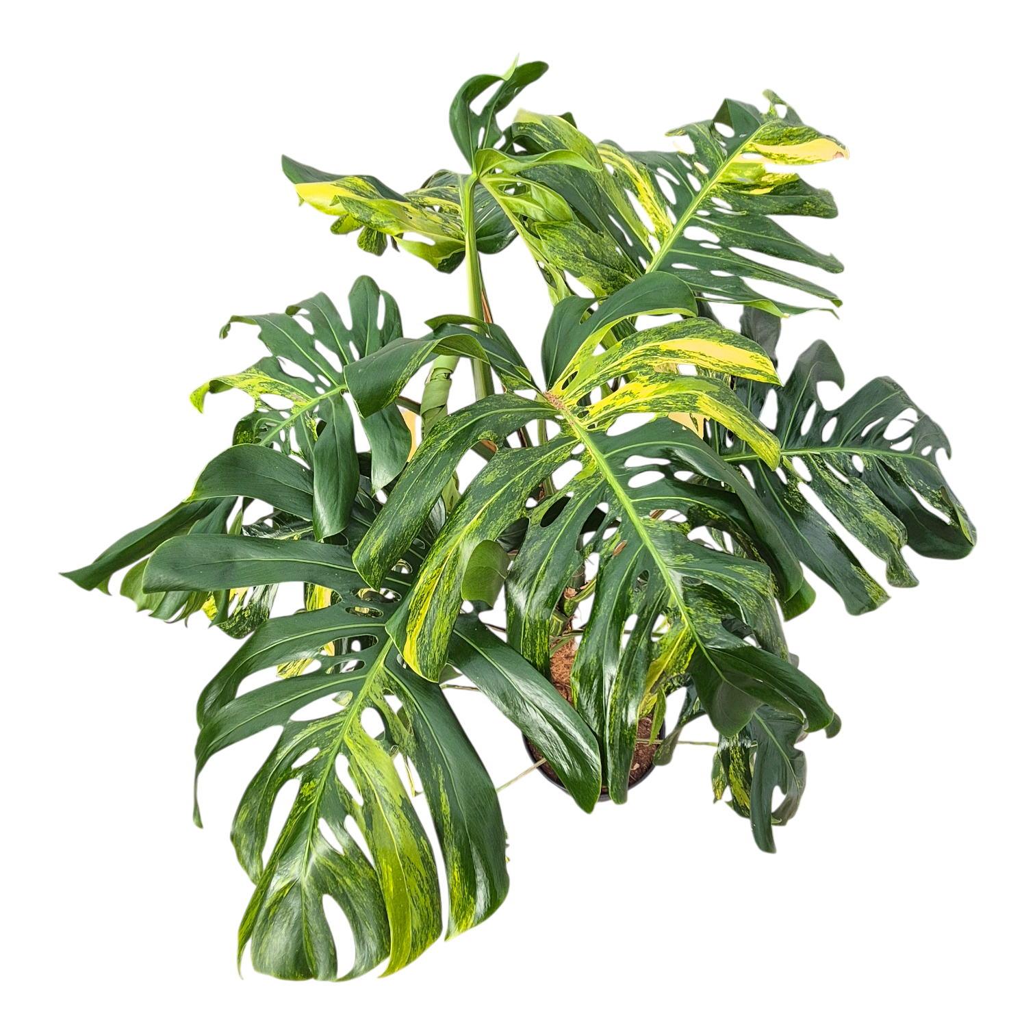 Monstera Deliciosa Aurea Variegata, D 36