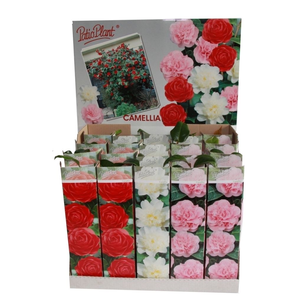 Camellia jap. mix, D 9