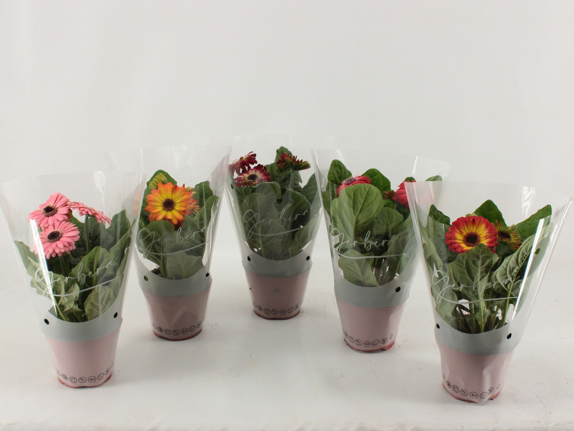 Gerbera gemengd, D 12