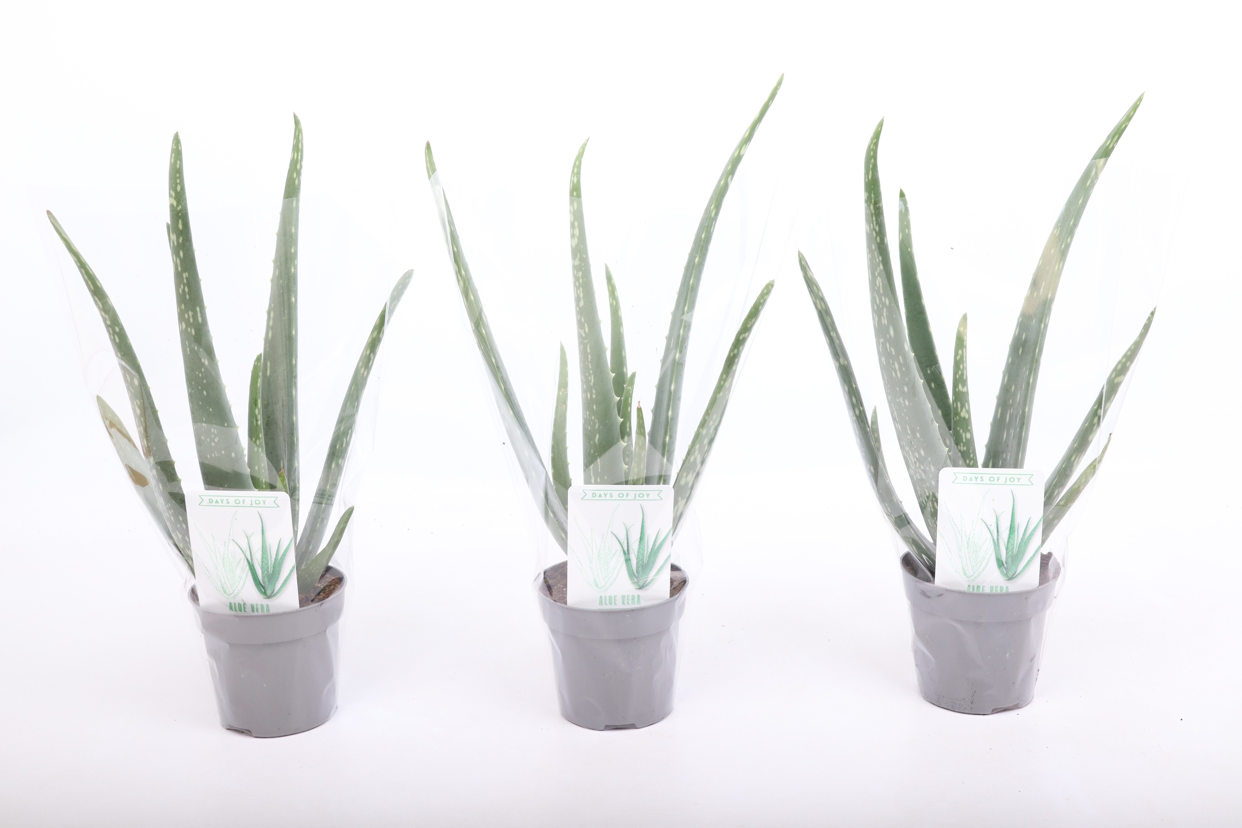 Aloë Vera XL, D 10,5