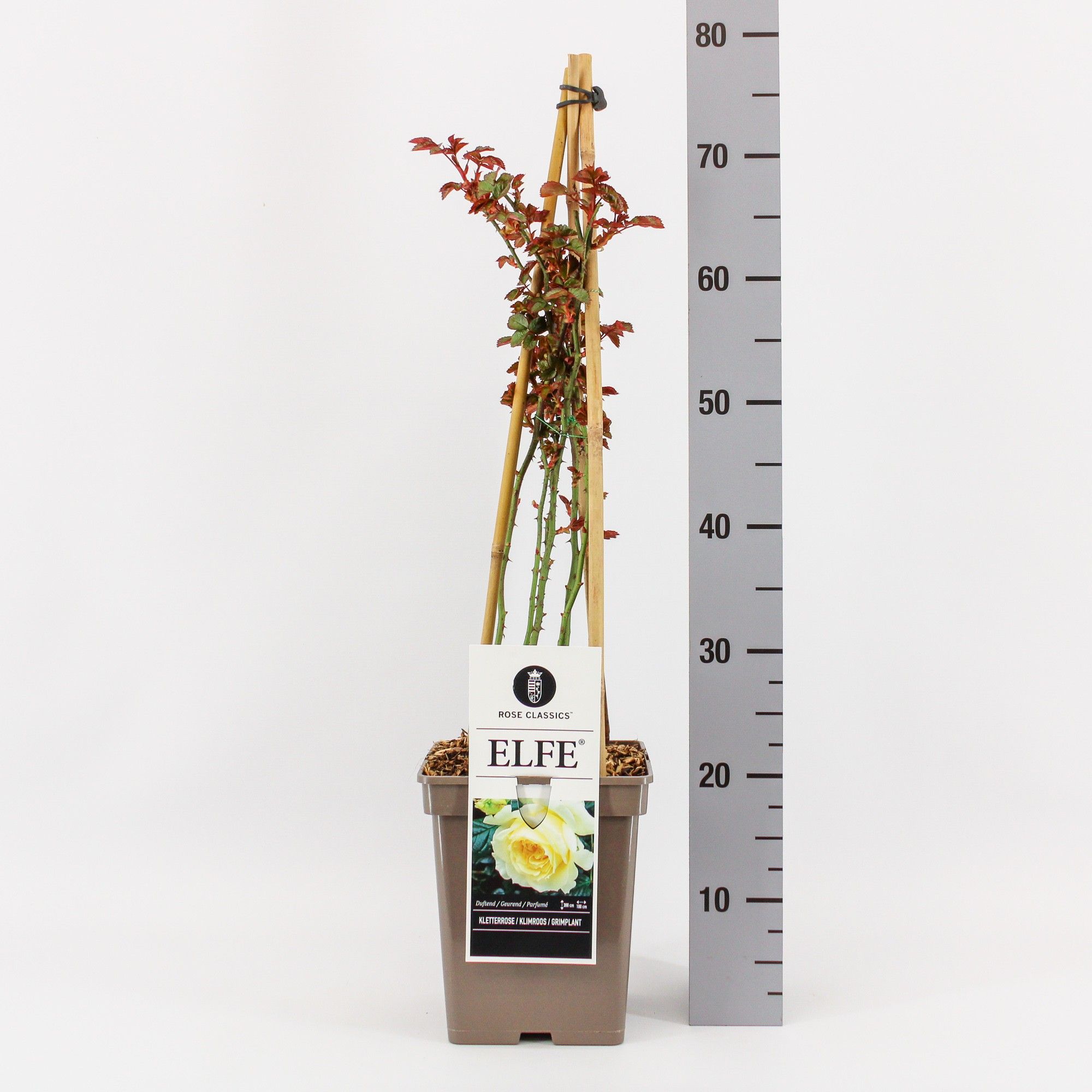 Rosa (K) Elfe ®, C5, 4 stok 90 cm, D 23