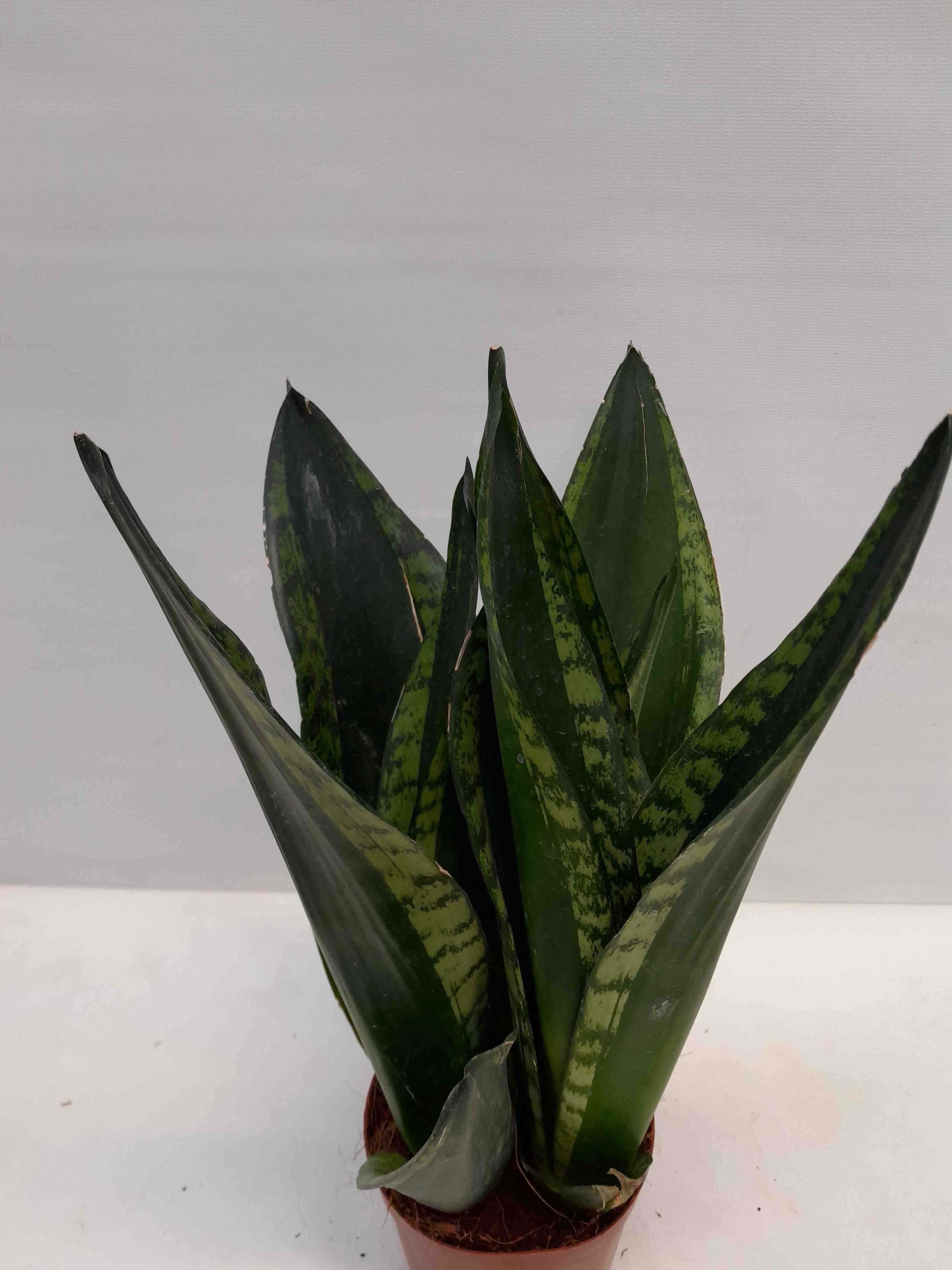 SANSEVIERIA TRIFASCIATA 'Silver Stripe', D 12