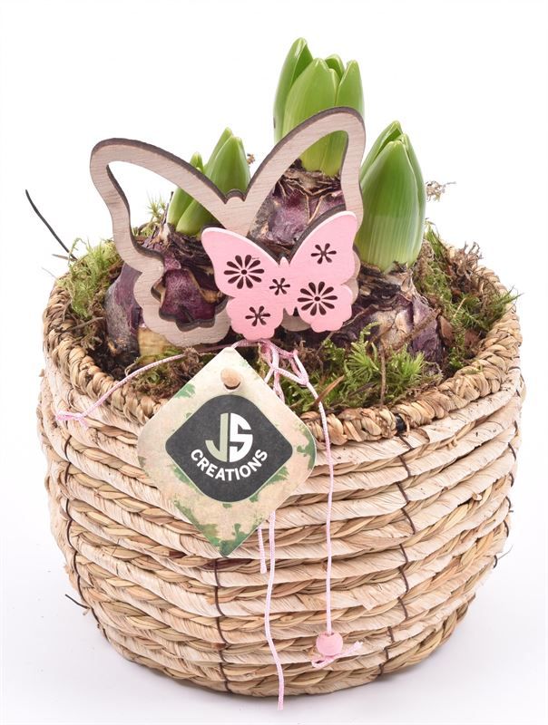 Mais mand 16cm, D 16