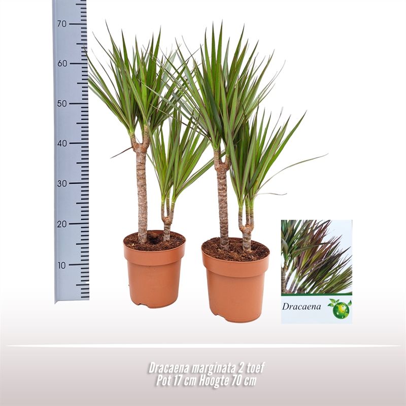 Dracaena marginata 2 toef, D 17