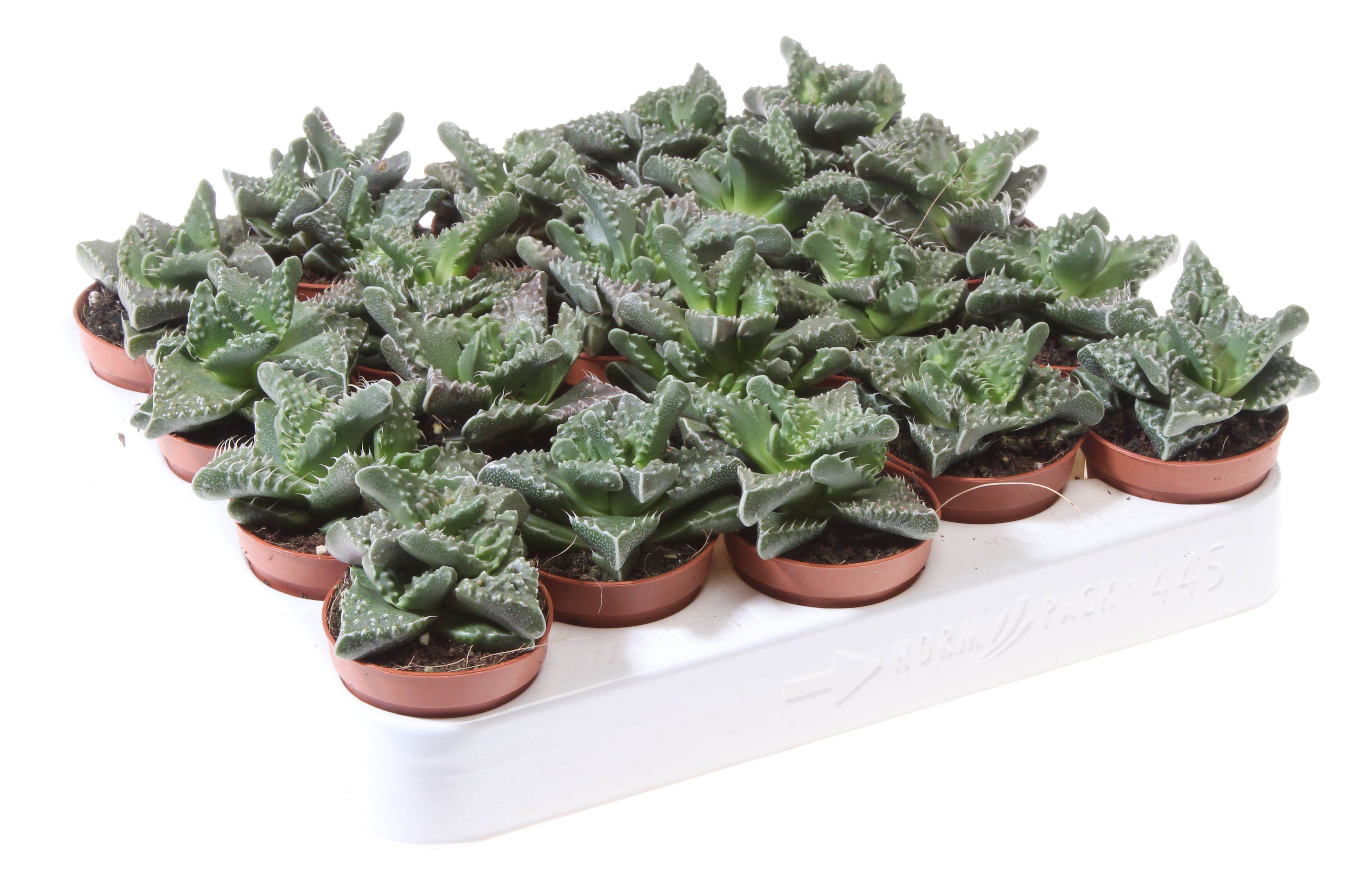 Faucaria tigrina, D 5,5