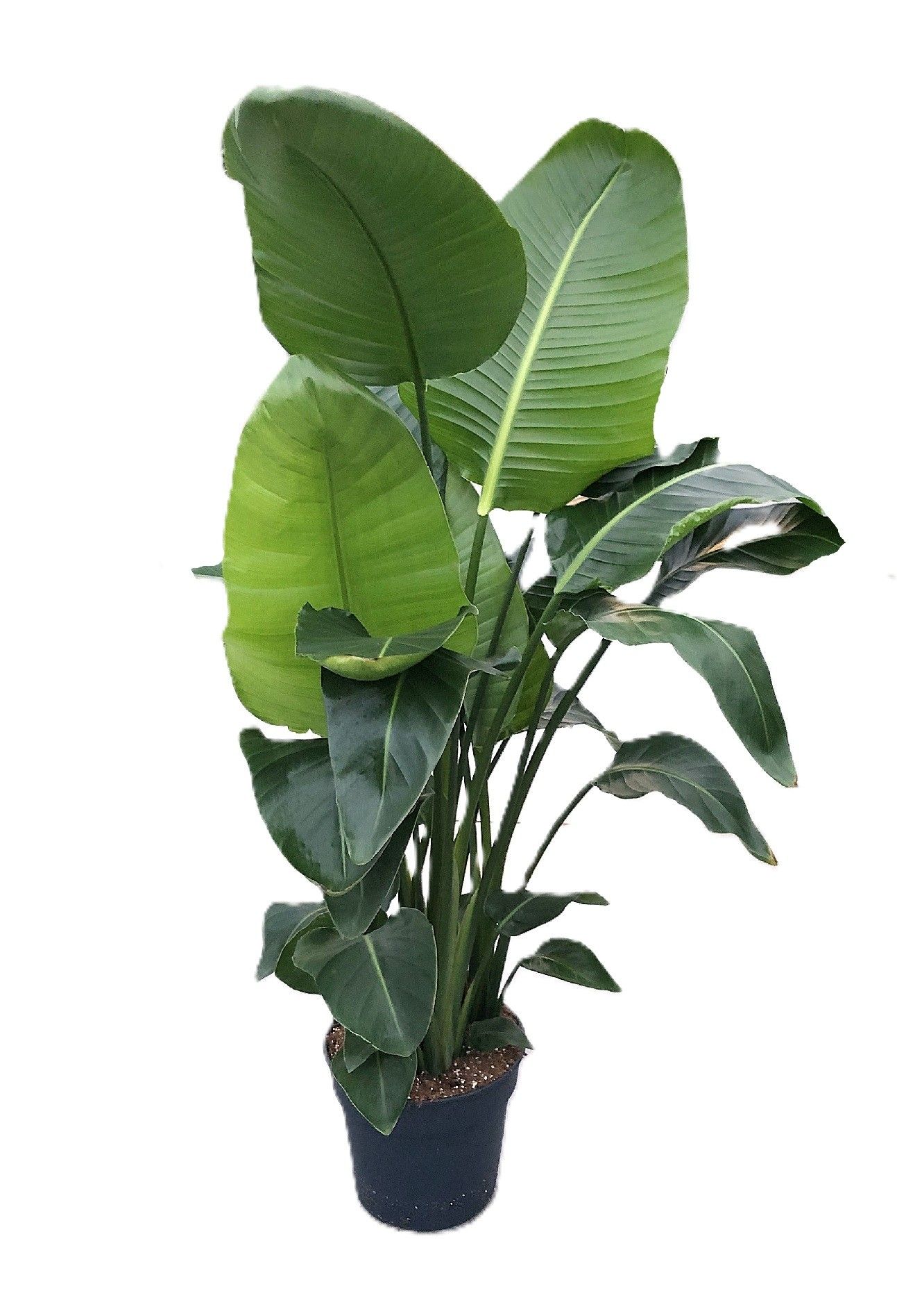 Strelitzia nicolaï p30 5pp 160+cm, D 30