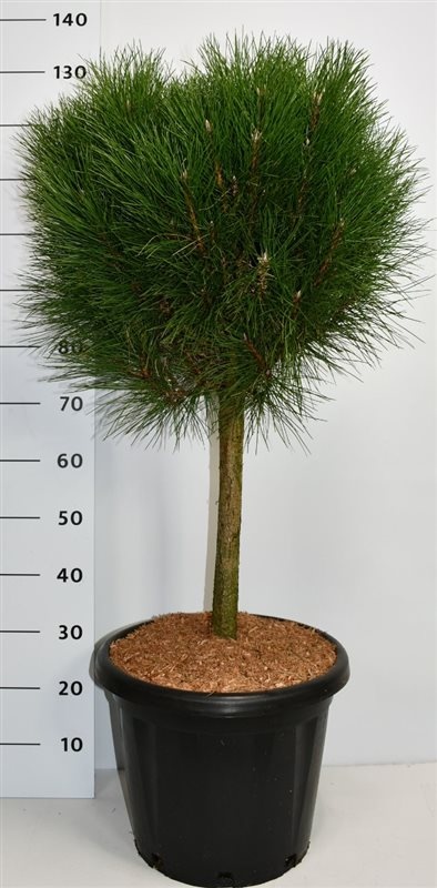 Pinus nigra Summer Breeze, D 38