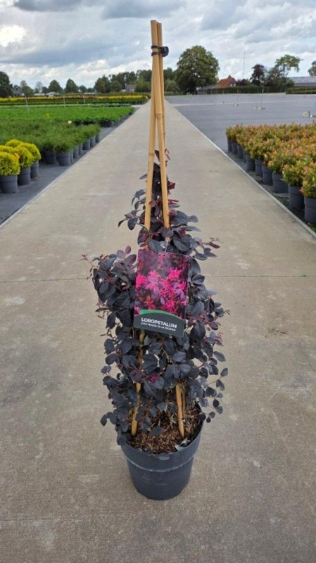 Loropetalum c. Rouge de la Majorie, 3 stok, D 29