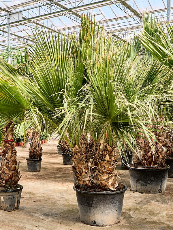 Washingtonia filifera (330-390), D 90