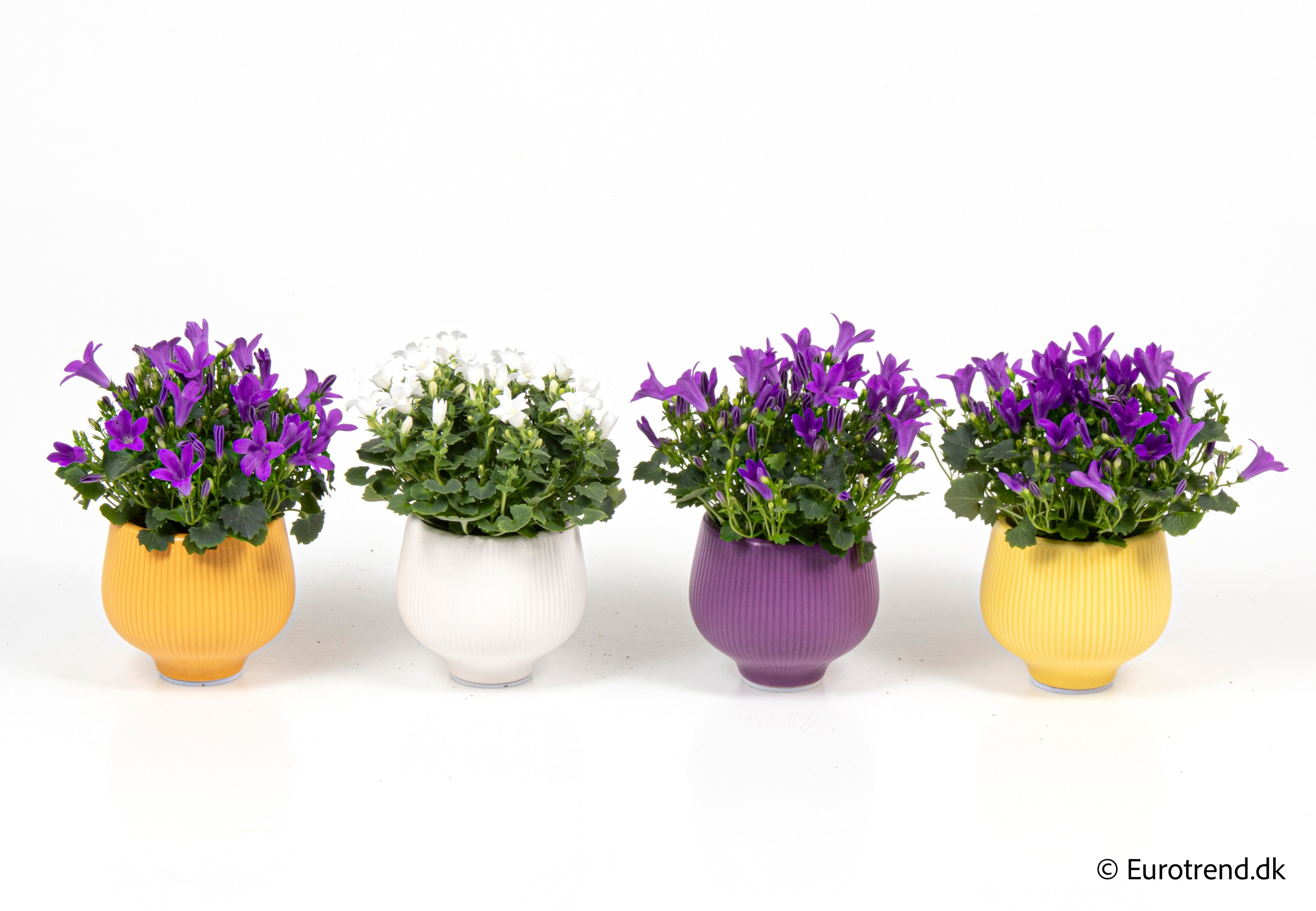 Campanula in Easter ceramic 2026, D 6