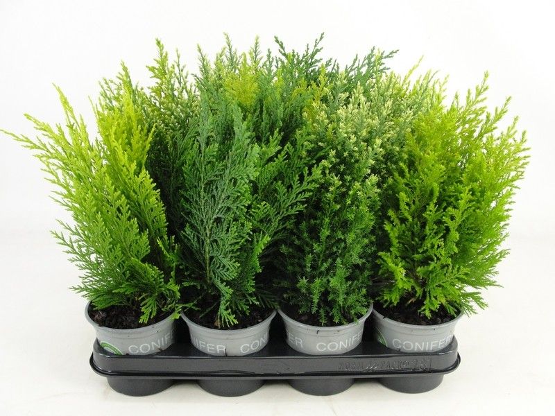 Coniferen overig gemengd, D 11