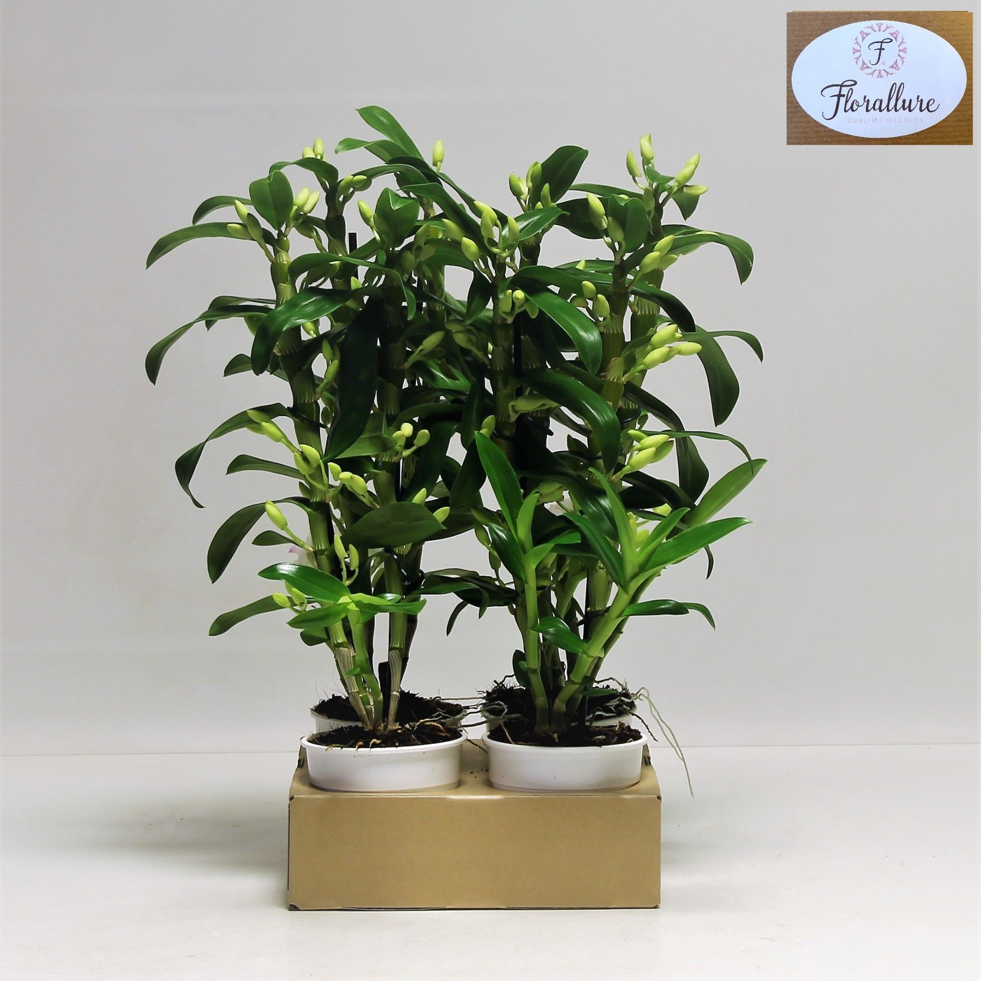 Dendrobium Nobile Apollon 2 stam 18+ tros FLORALLURE, D 12