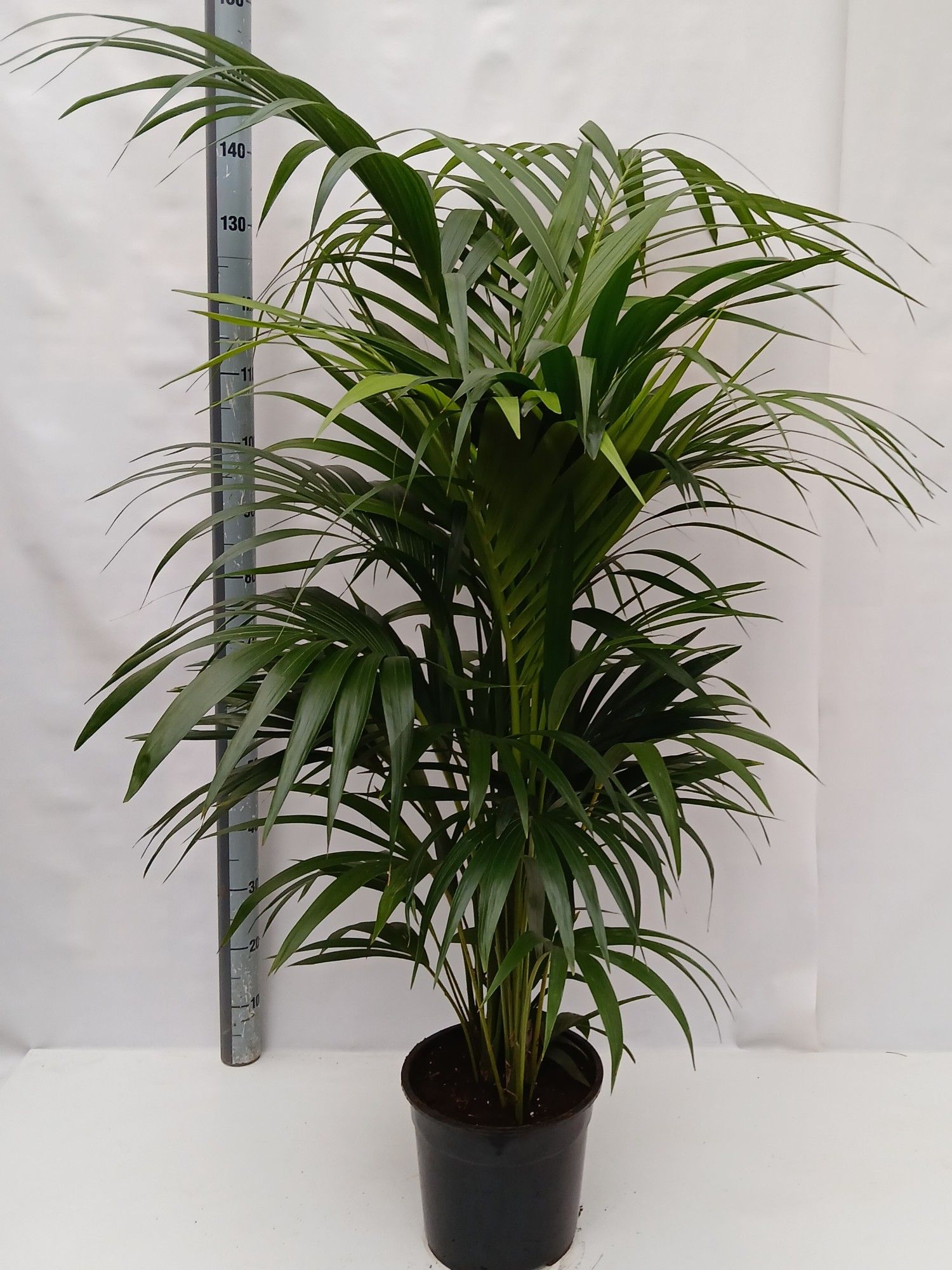 Howea forsteriana, D 27