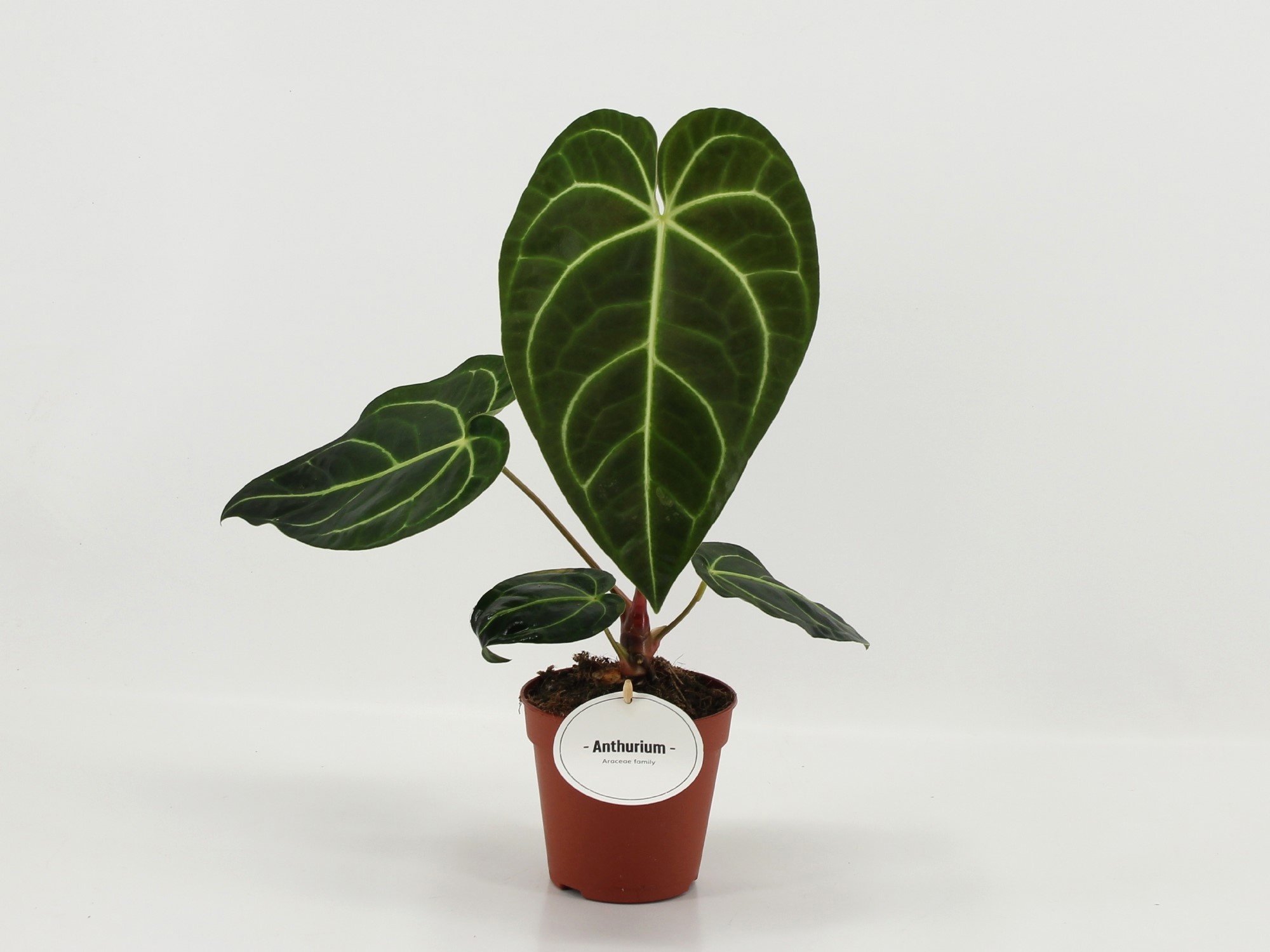 Anthurium Regale, D 12