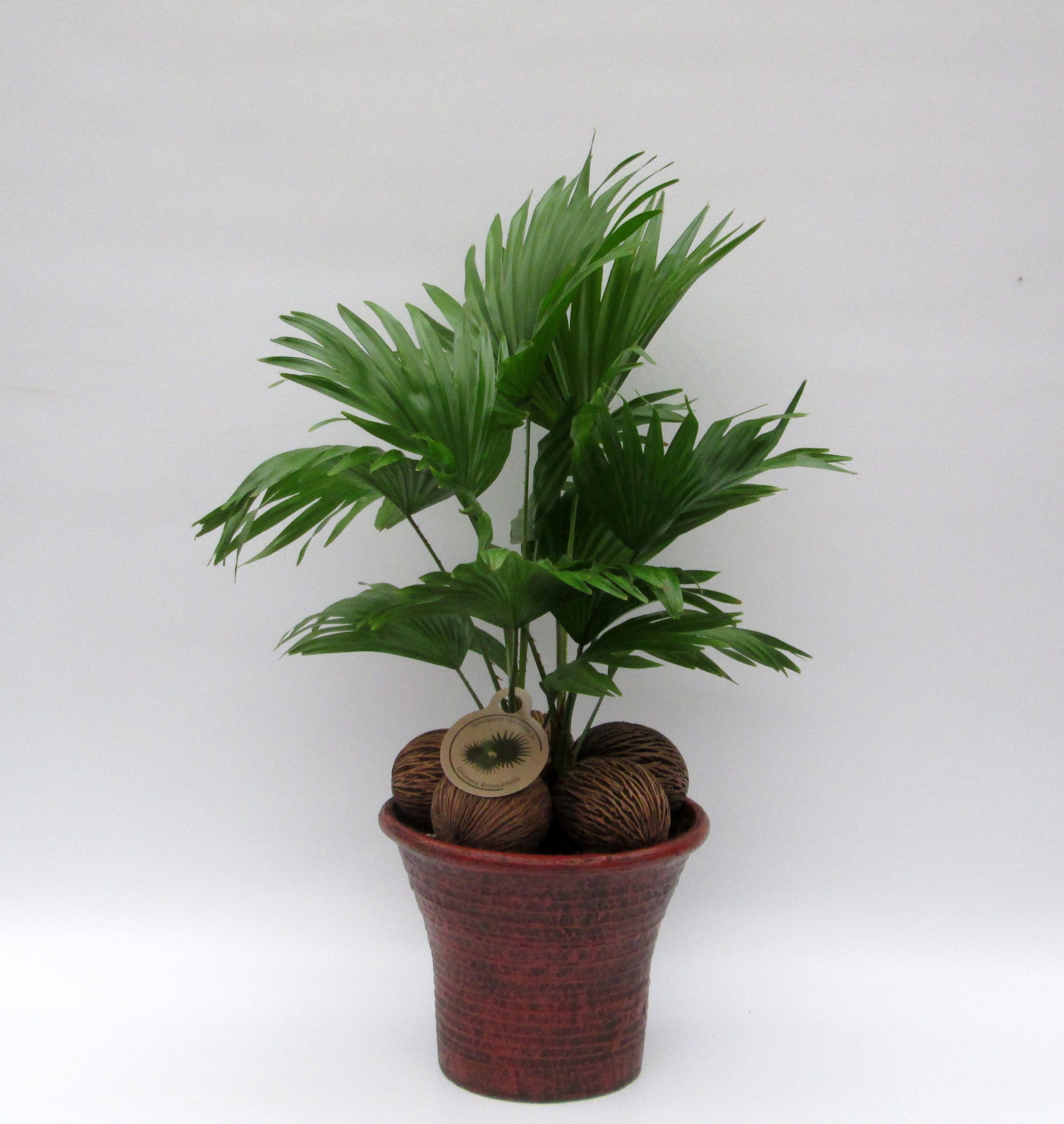 Livistona in hosta big bruin, D 23