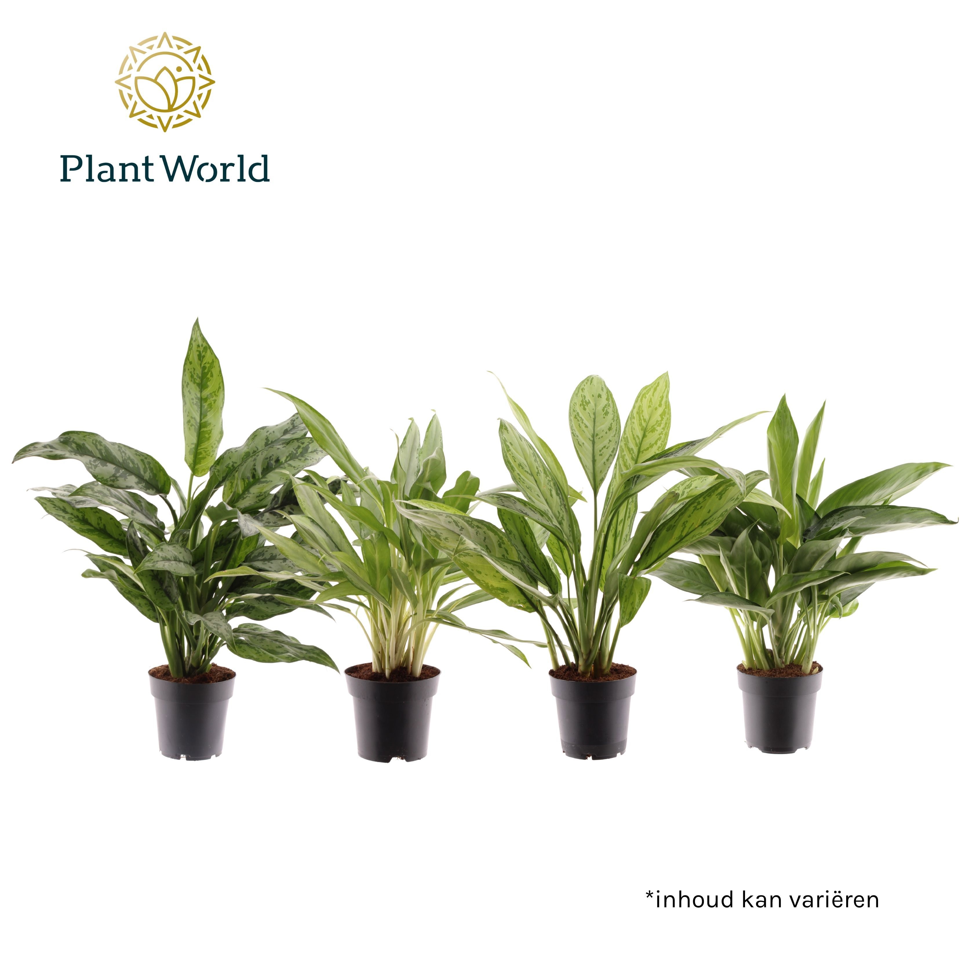 Aglaonema gemengd, D 14