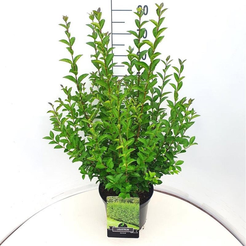 Ligustrum ovalifolium, D 29