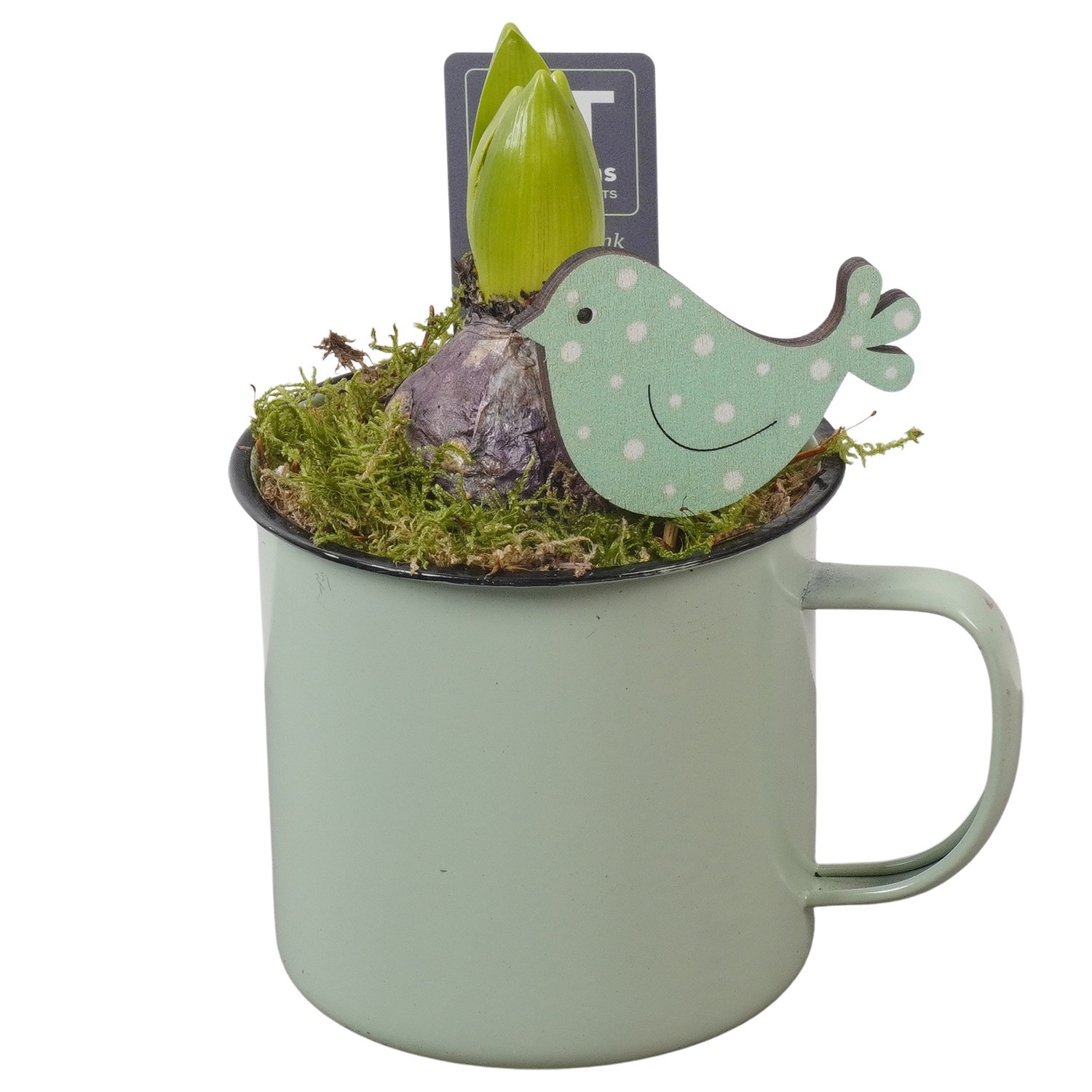 PTHC9128 Arrangement Hyacints in zink pot, D 10