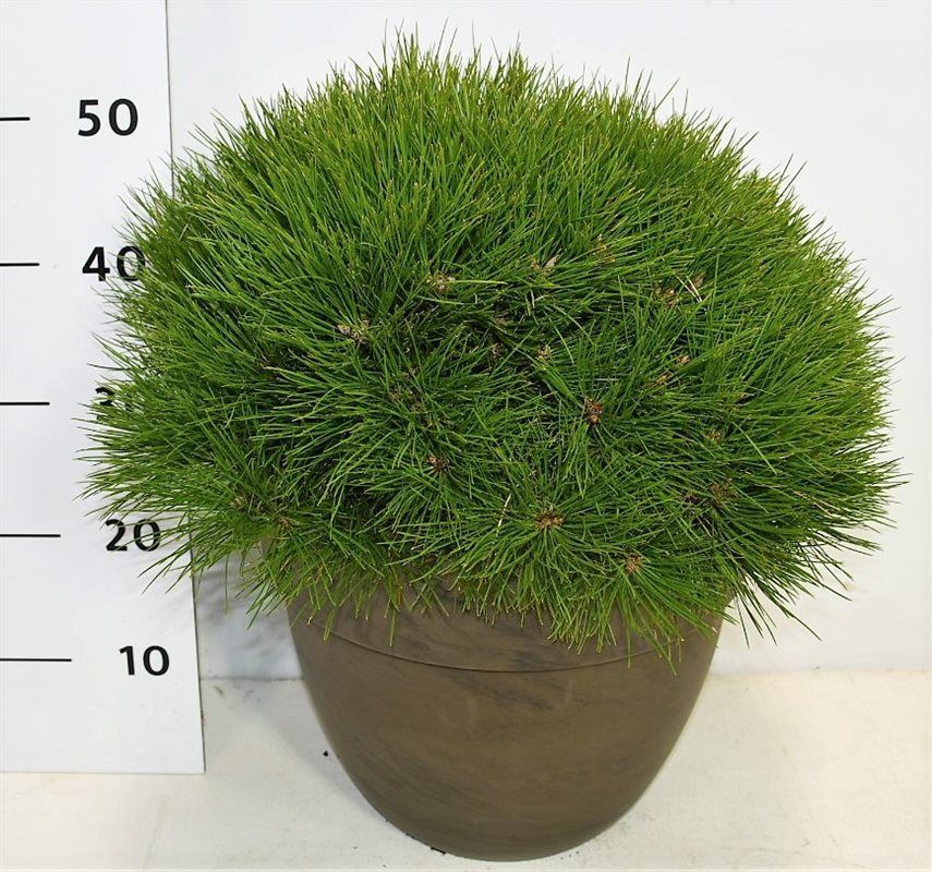 Pinus nigra 'Pierrick Bregeon', D 35