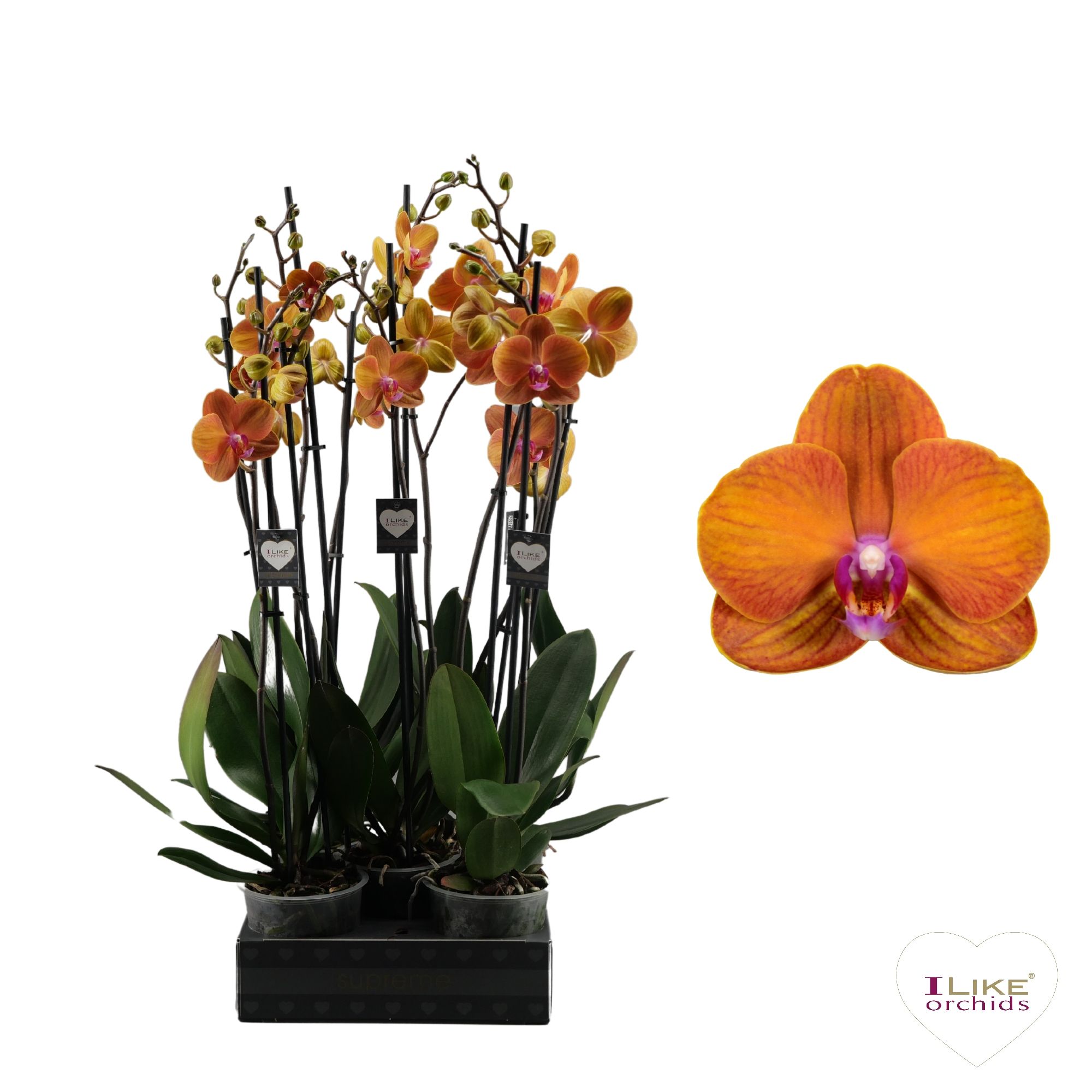 Phalaenopsis Bologna - 3 tak 70cm, D 12