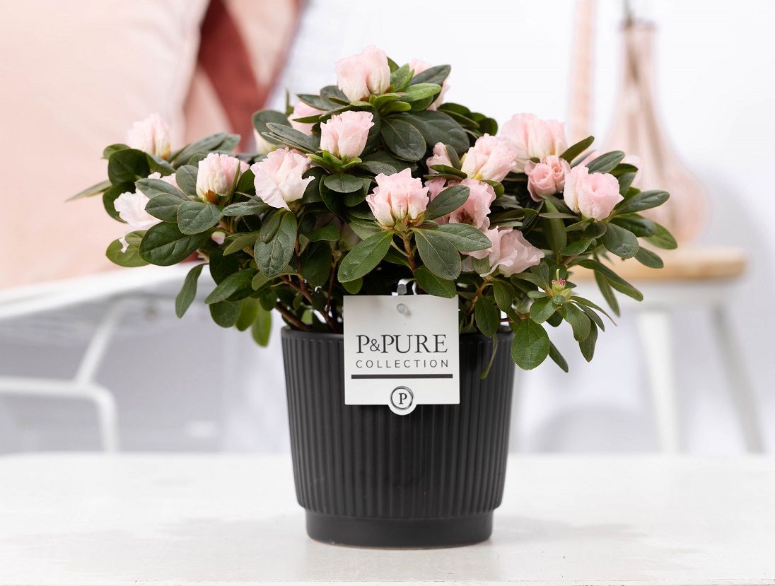 1st class Azalea pink in P&PURE Liv ceramics matt black, D 12