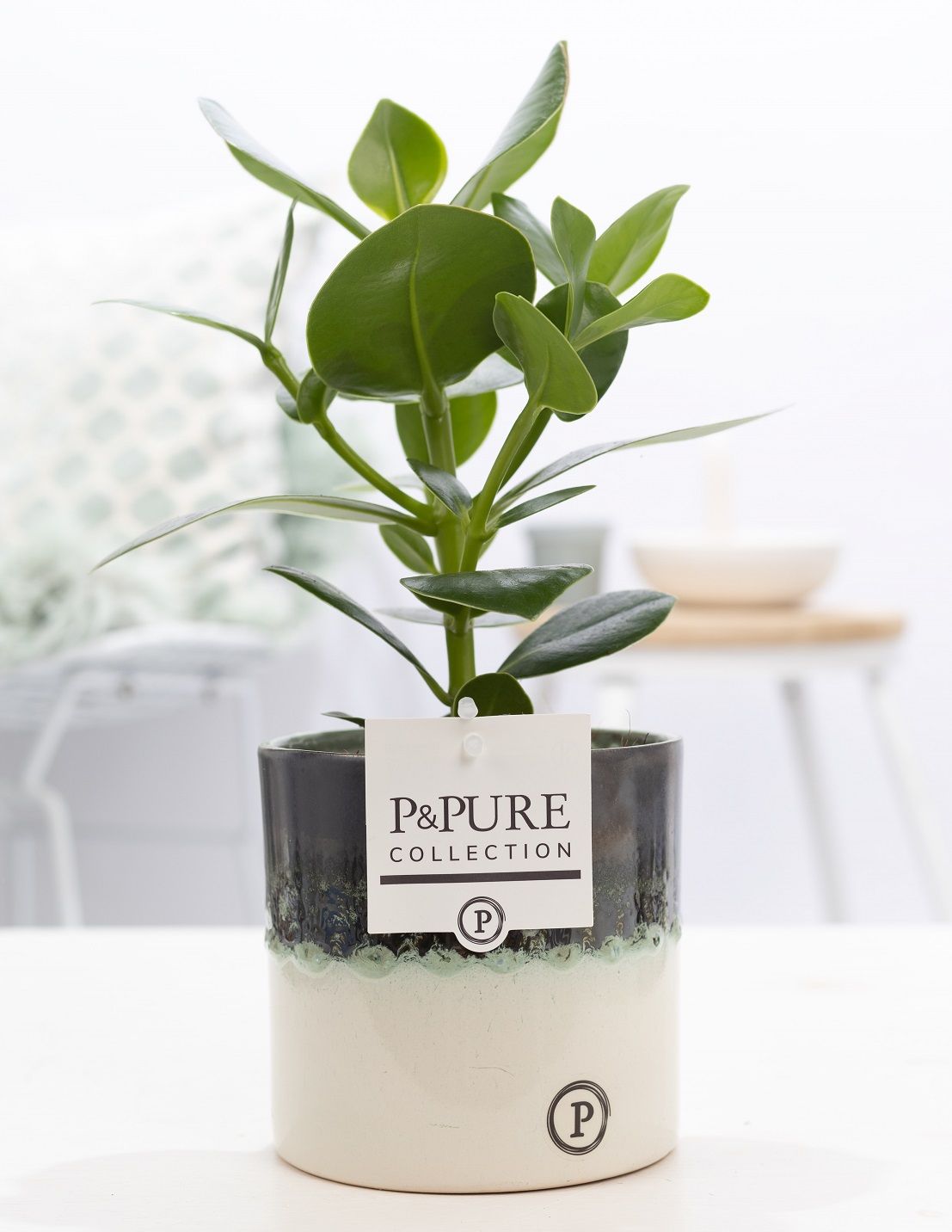 Clusia Rosea in P&PURE Illusion cer. perfectly imperfectable), D 12