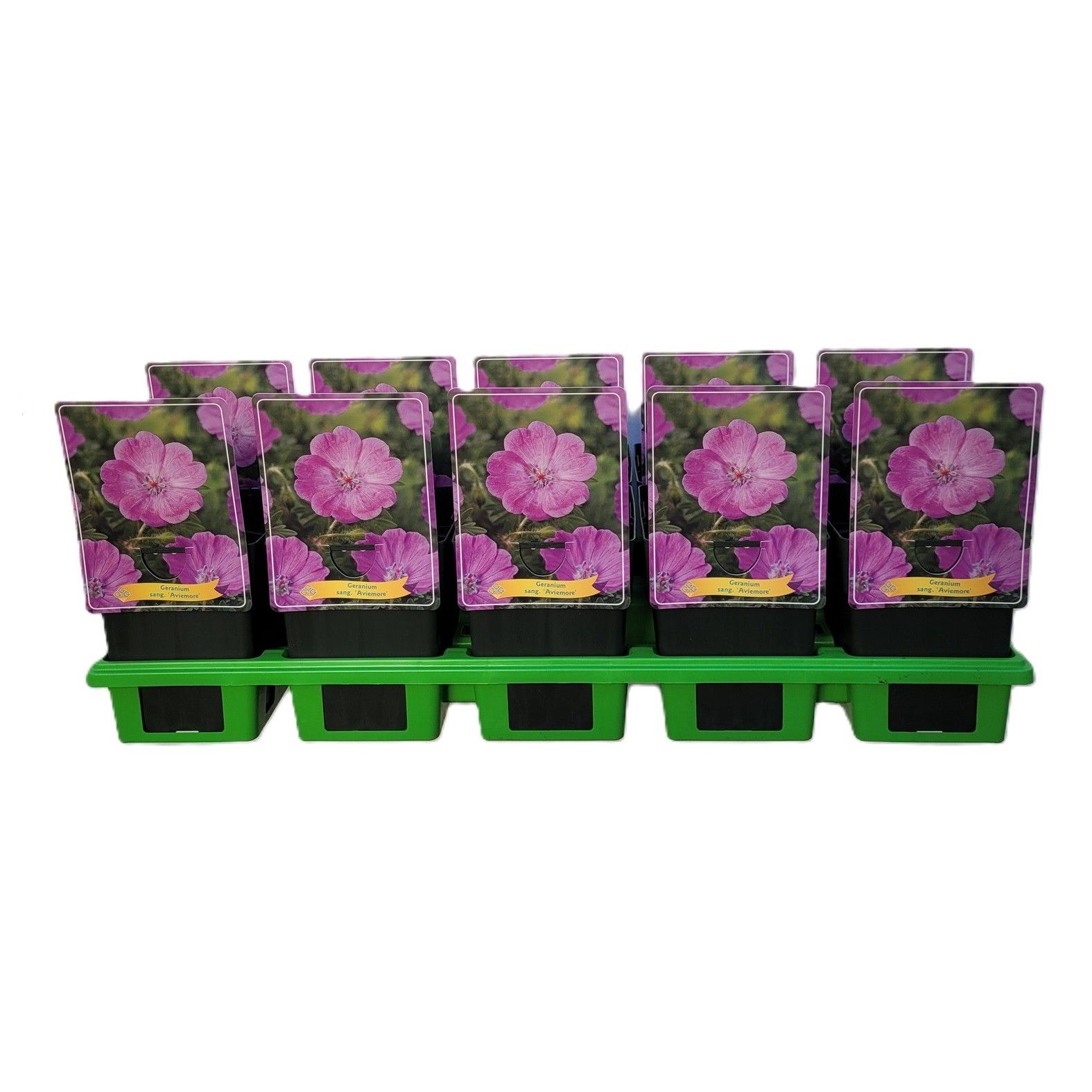 Geranium sanguineum 'Aviemore' P11, D 11