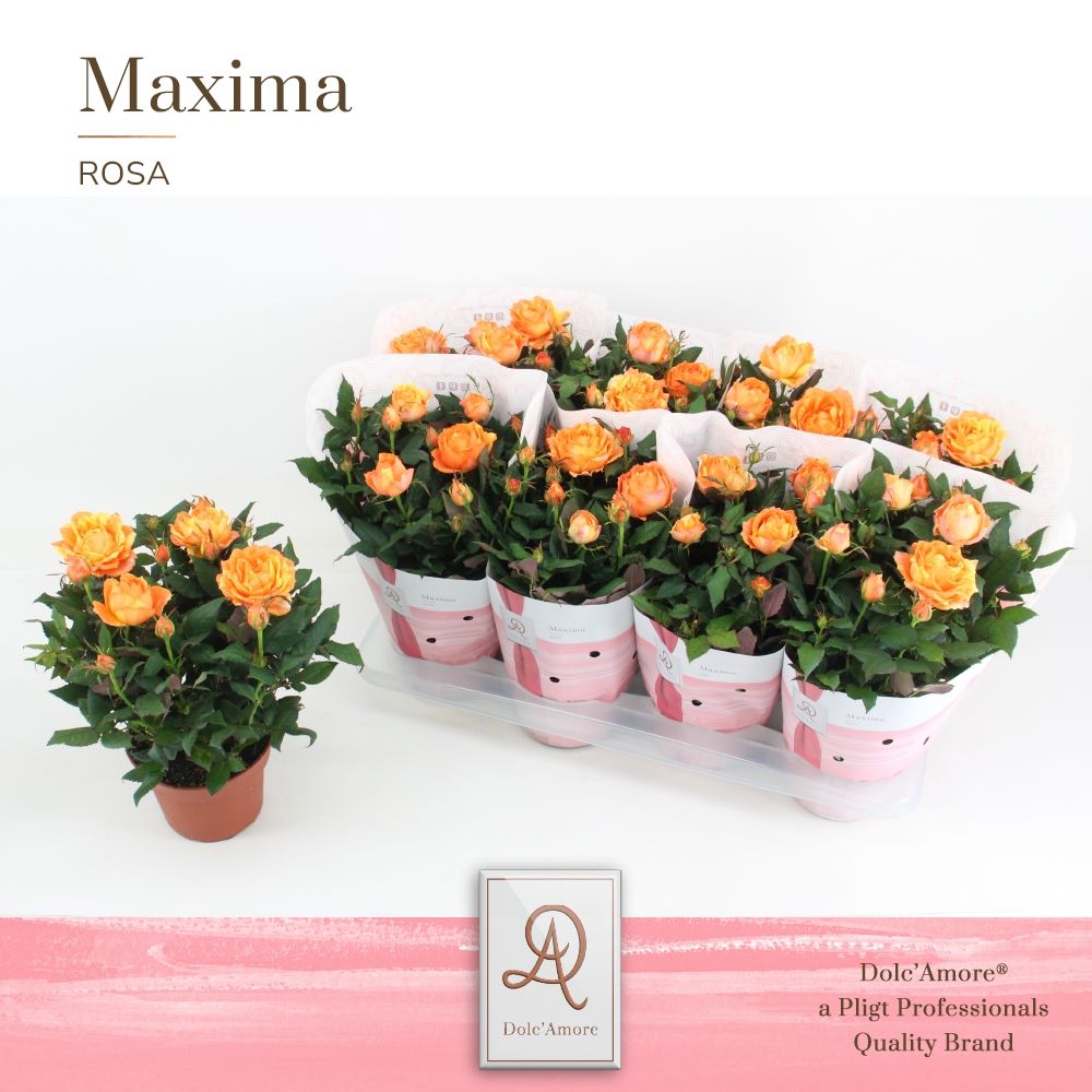 Potroos Oranje P14 Dolc'Amore® Maxima, D 14