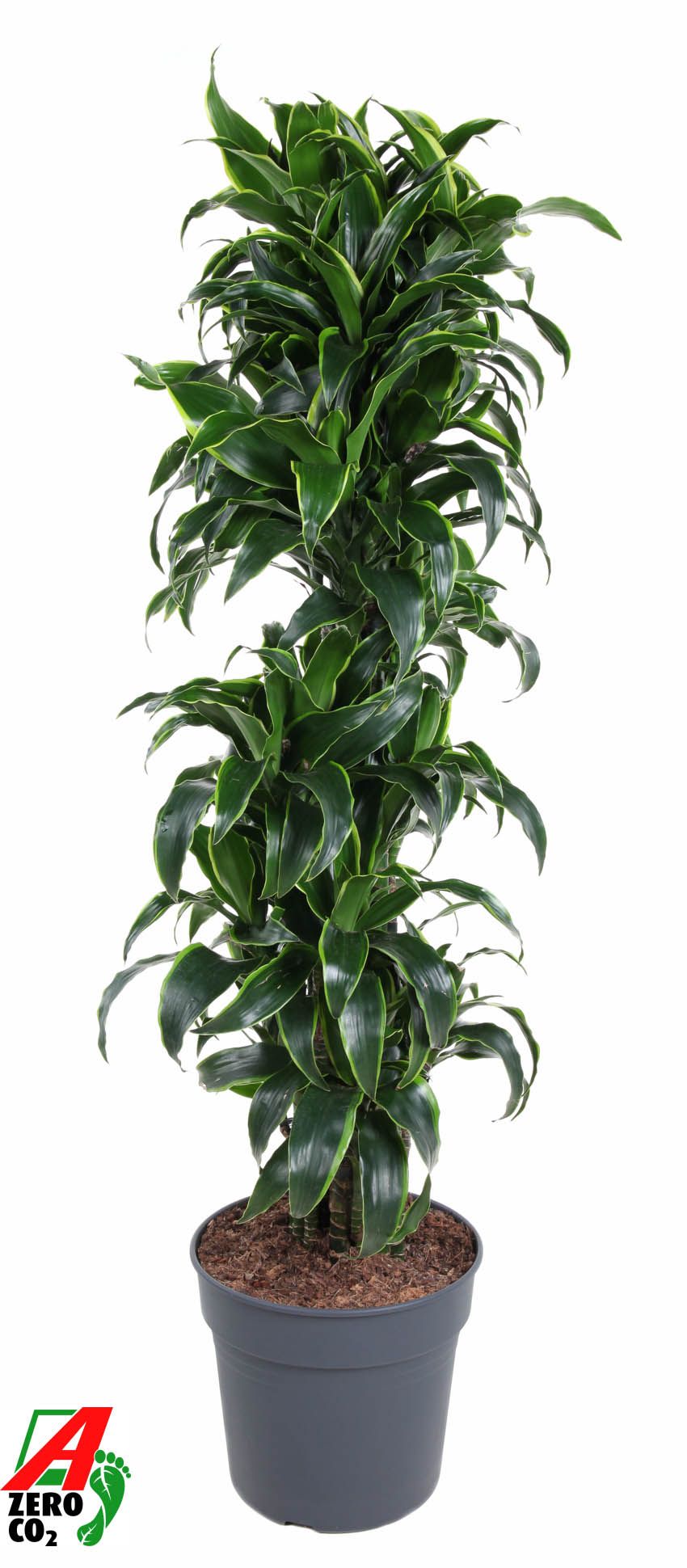Dracaena Dorado vertakt P34, D 34