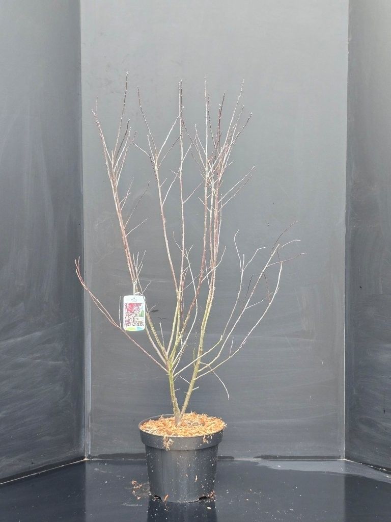 Prunus cistena, D 29