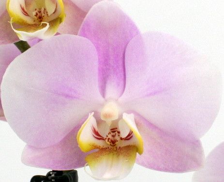 Phal. 2 tak 'Angel Eyes' 9 cm Topf 'Table Dance', D 9