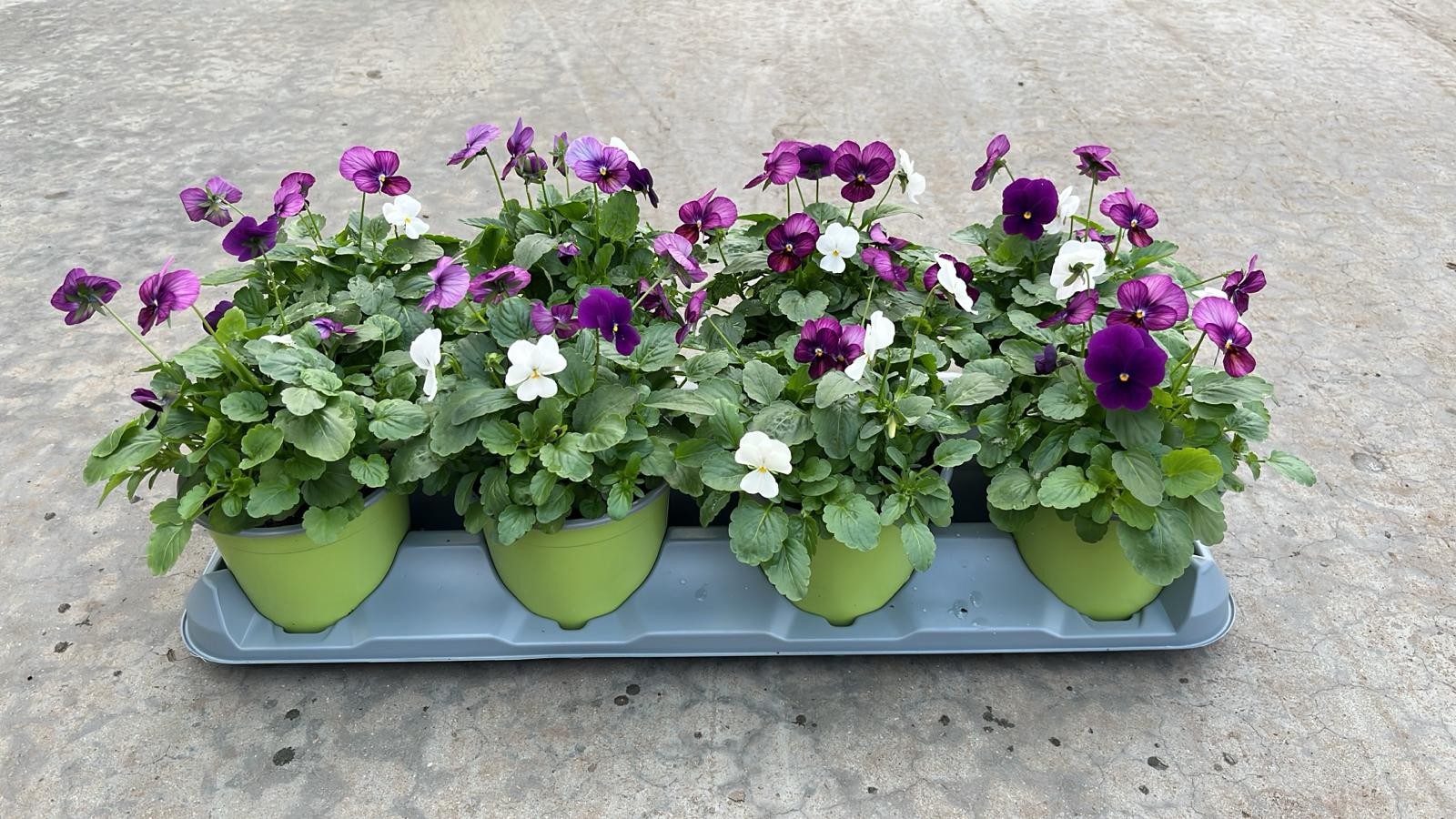 832 TV : P12 Viola Cornuta Trio mix laag, D 12