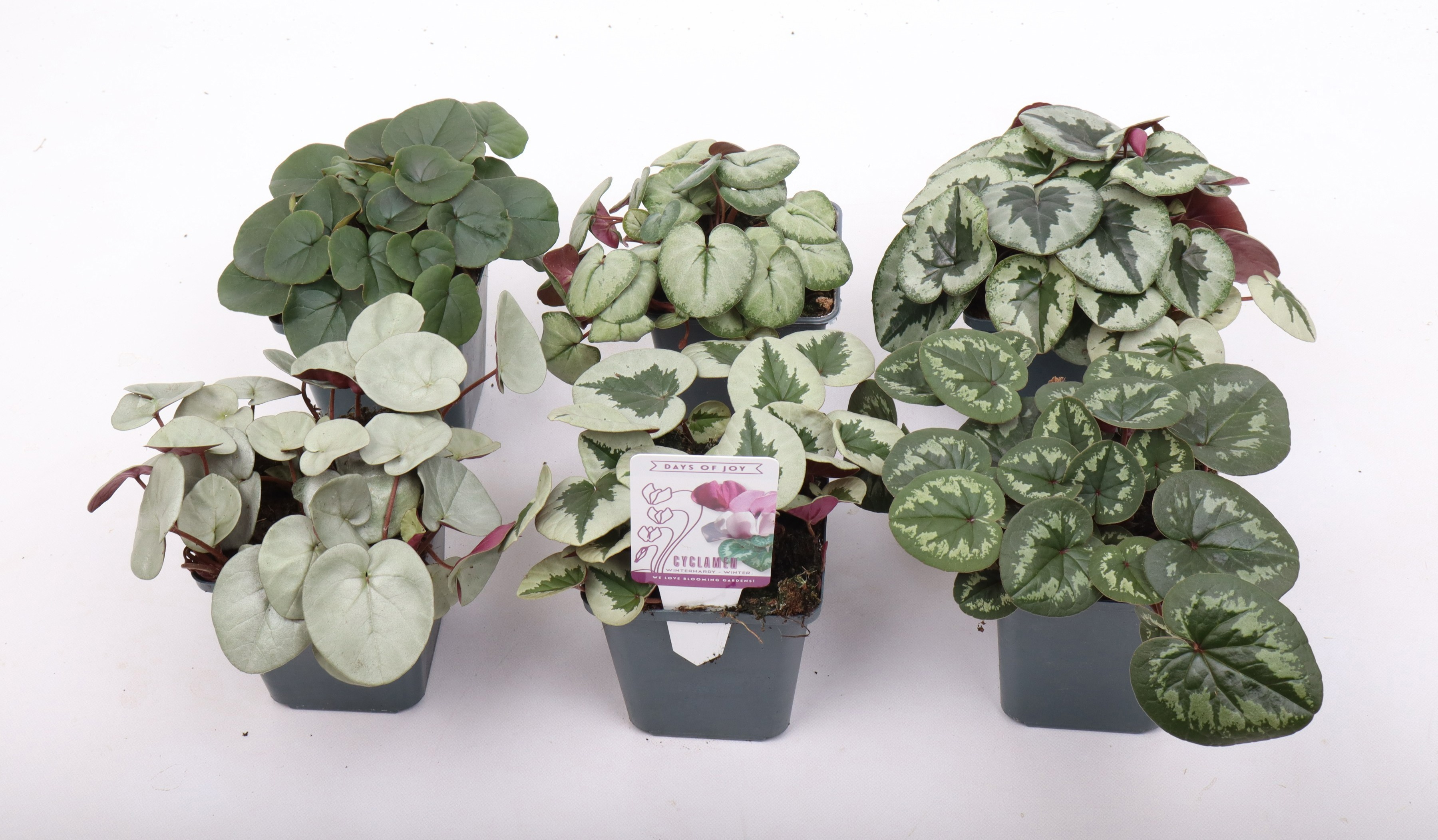 Cyclamen coum mix 9 cm, D 9