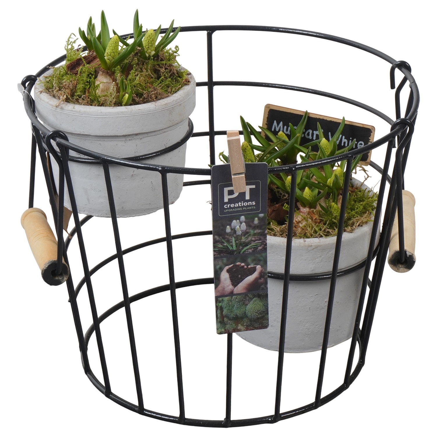 PTWMB8140 Arrangement Muscari White in terracotta pot met metaal, D 23