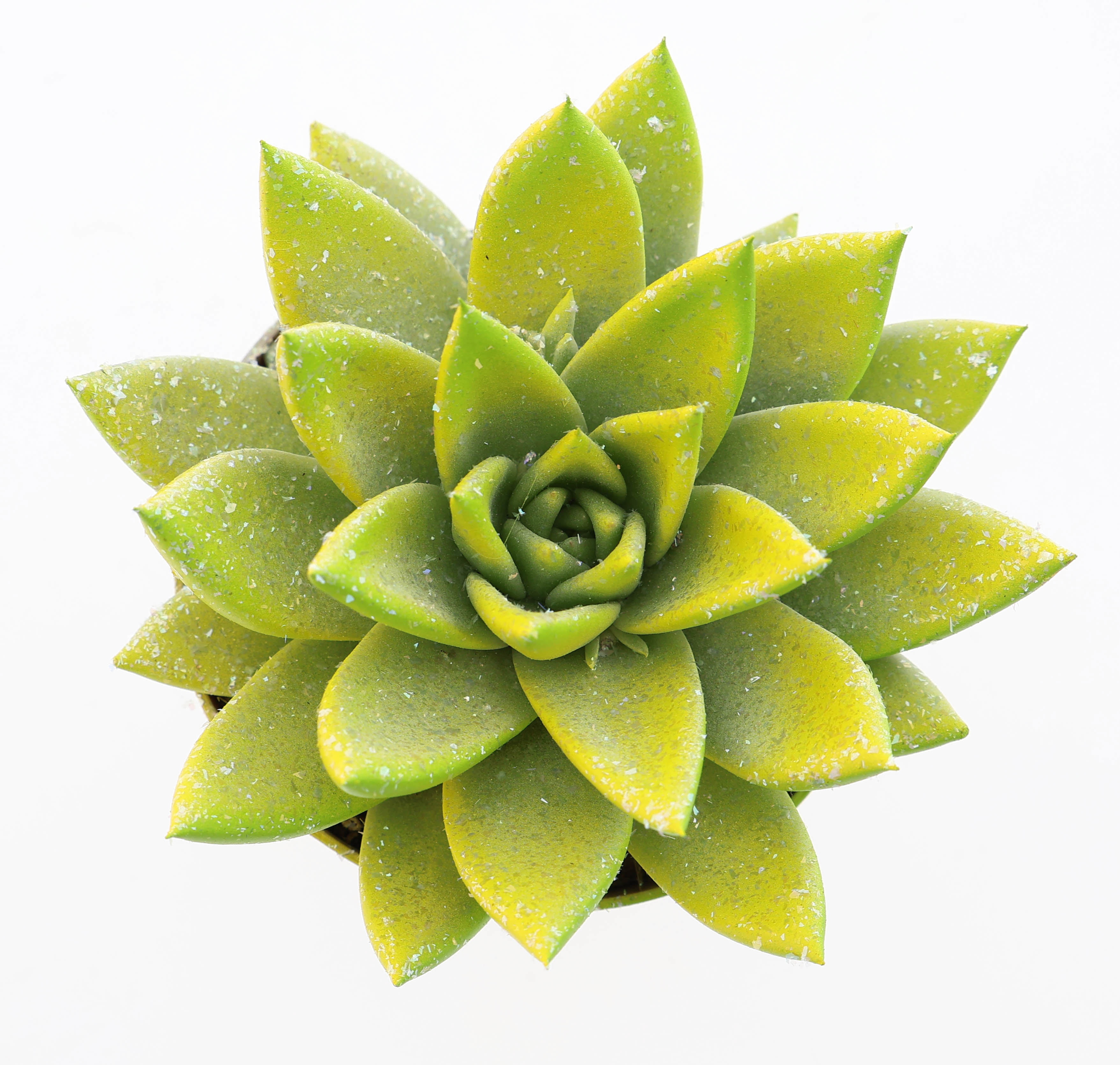 Miranda easter multi glittermix, D 8,5