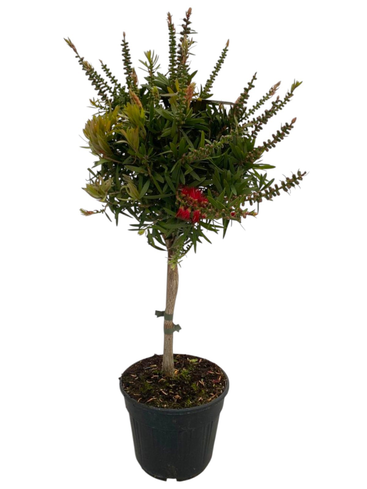 Callistemon 'Captain Cook' - op stam, D 18