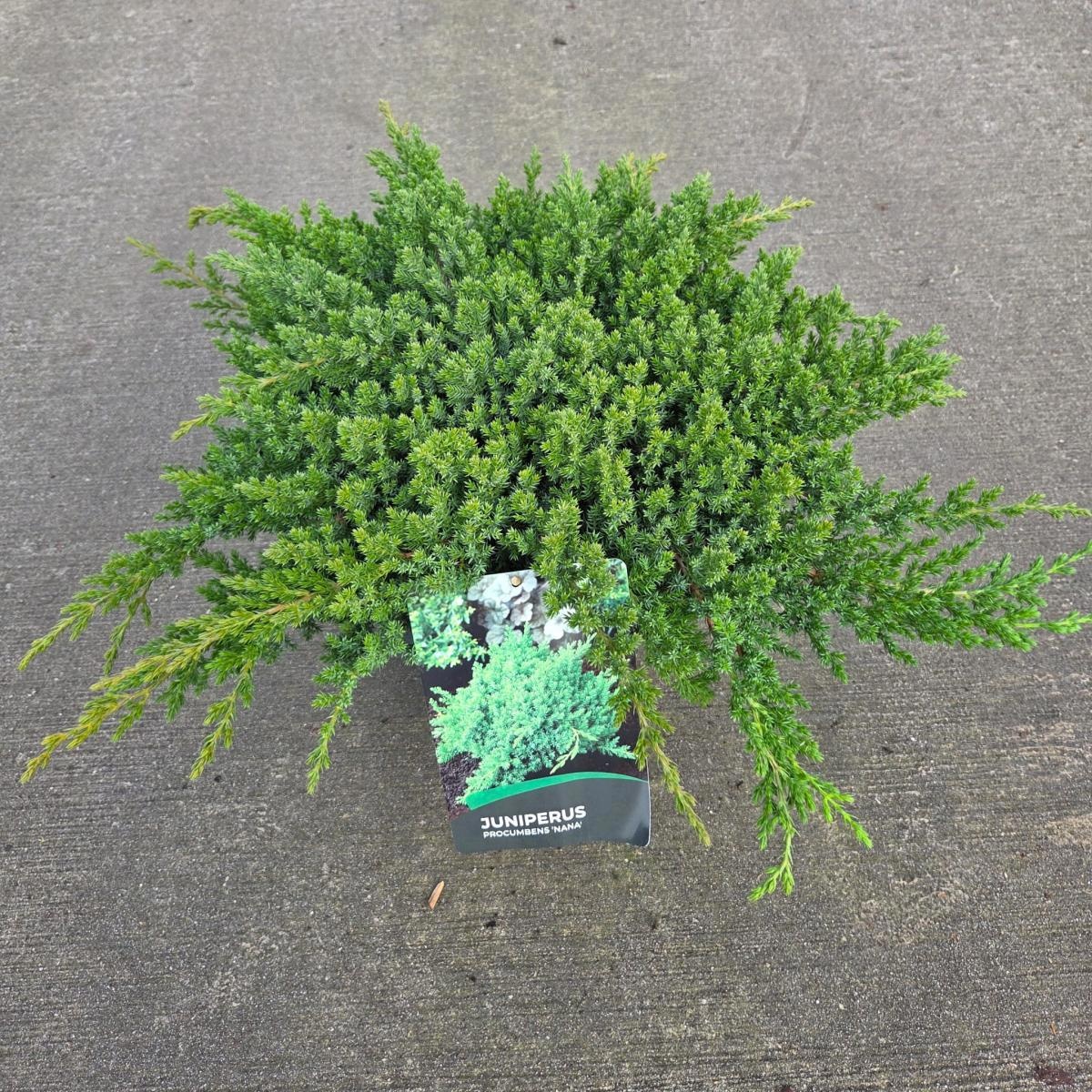 Juniperus procumbens 'Nana', D 29