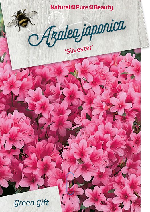 Rhodo. (AJ) 'Silvester' pink, D 45