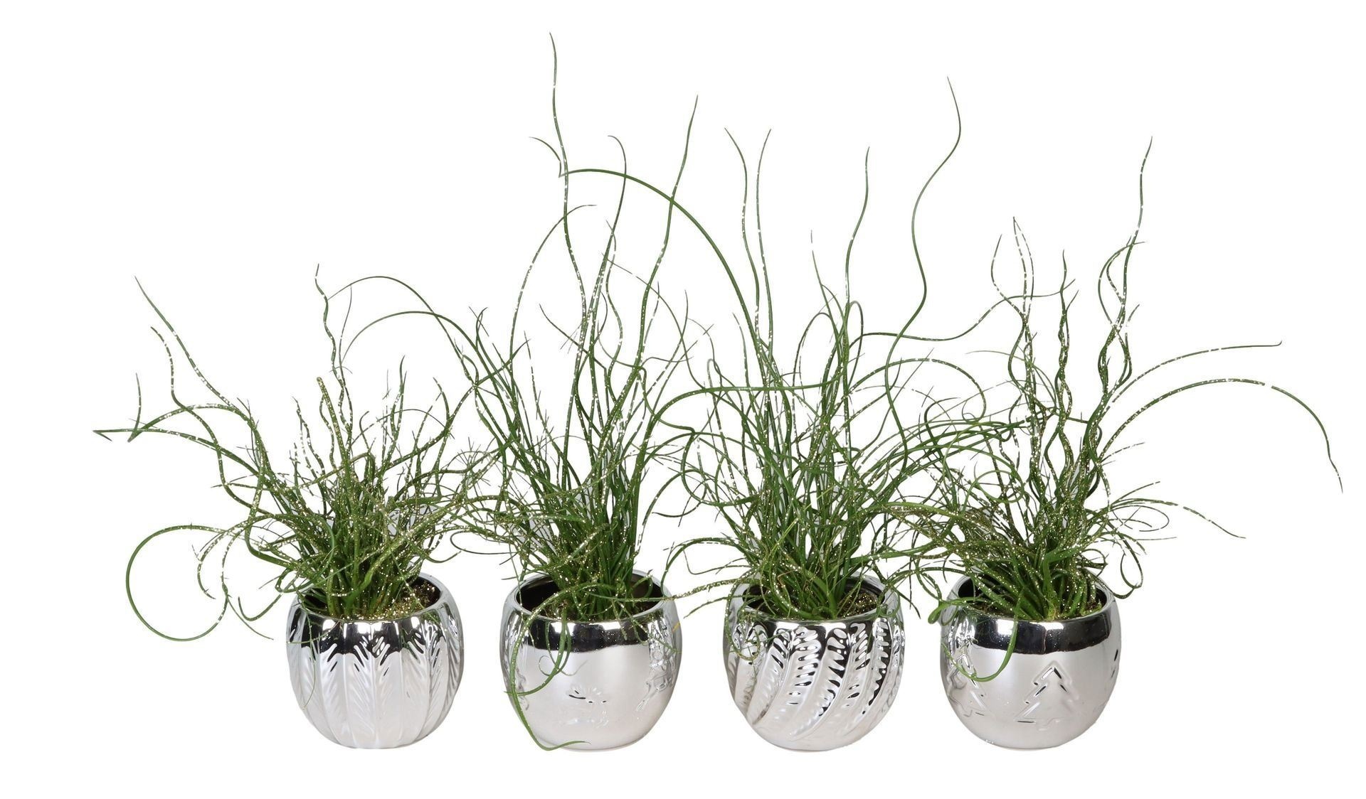 L 66424 With Juncus 'Spiralis' Glitter6 cm, D 6