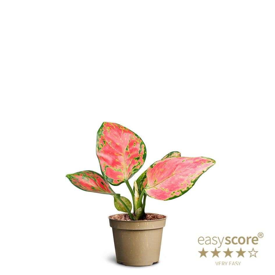 Aglaonema Pinky Promise, D 6