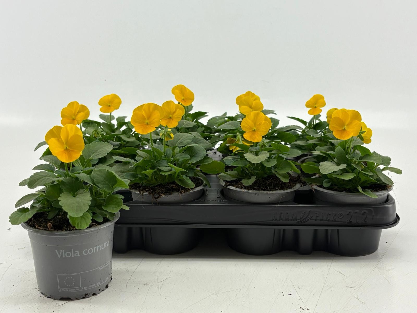 Viola Cornuta Yellow, D 9