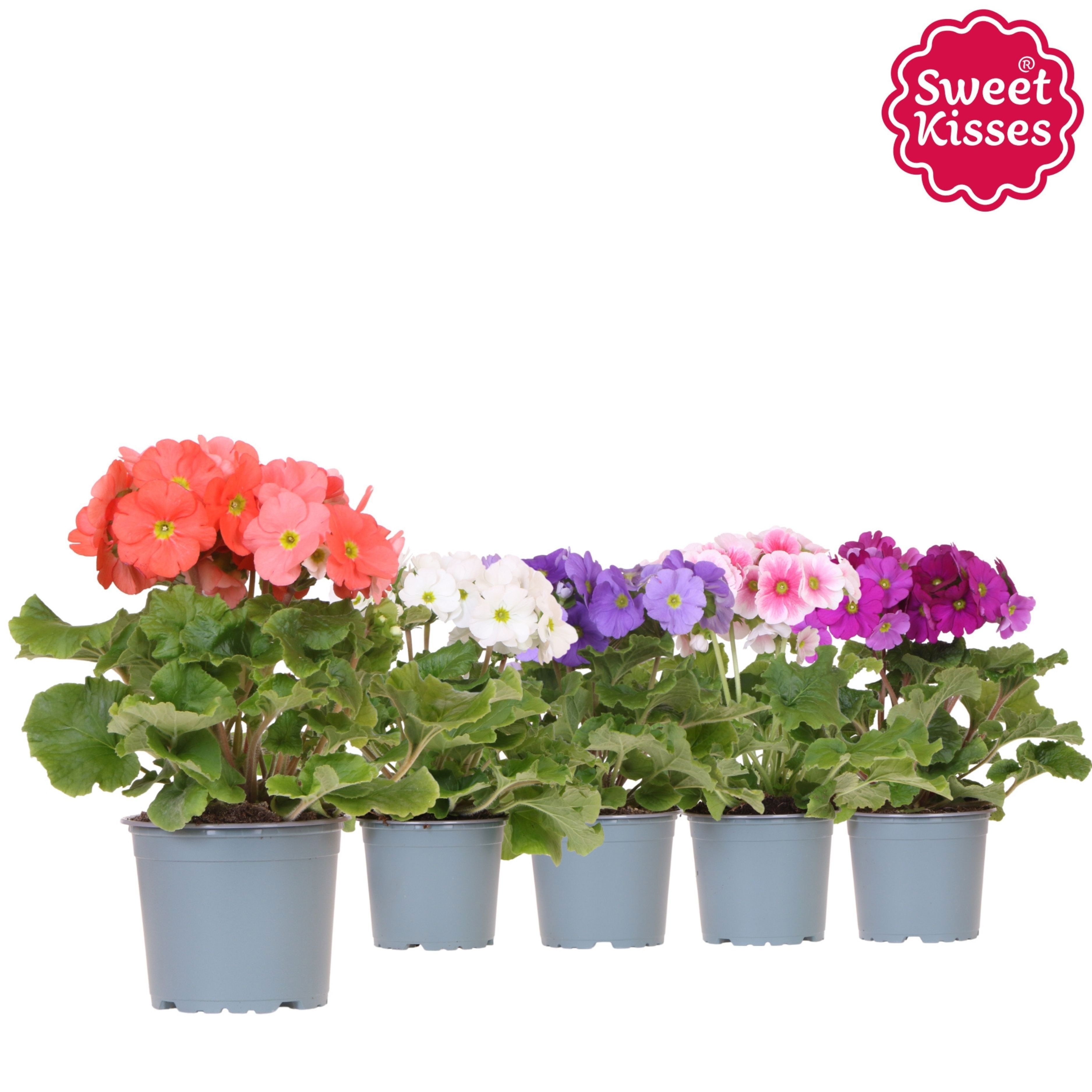 Primula Obconica Sweet Kisses mix, D 12