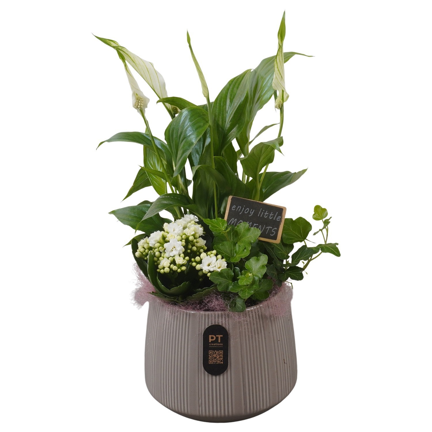 PTIB5174 Arrangement Indoor in keramiek pot, D 15