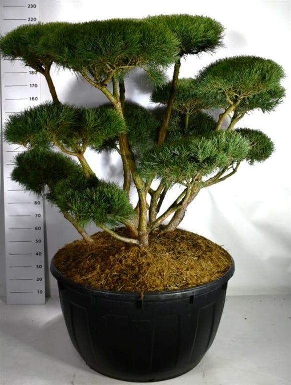 Pinus sylvestris 'Watereri', D 110