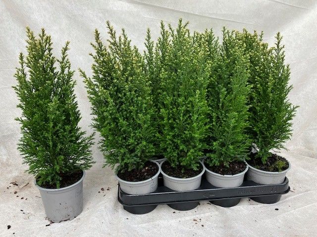Chamaecyparis lawsoniana 'Snow White', D 10,5