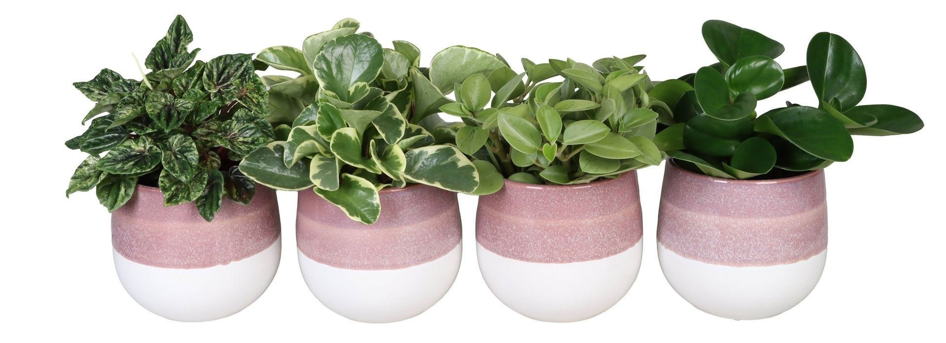 L 67294 with Peperomia Mix 12 cm, D 12