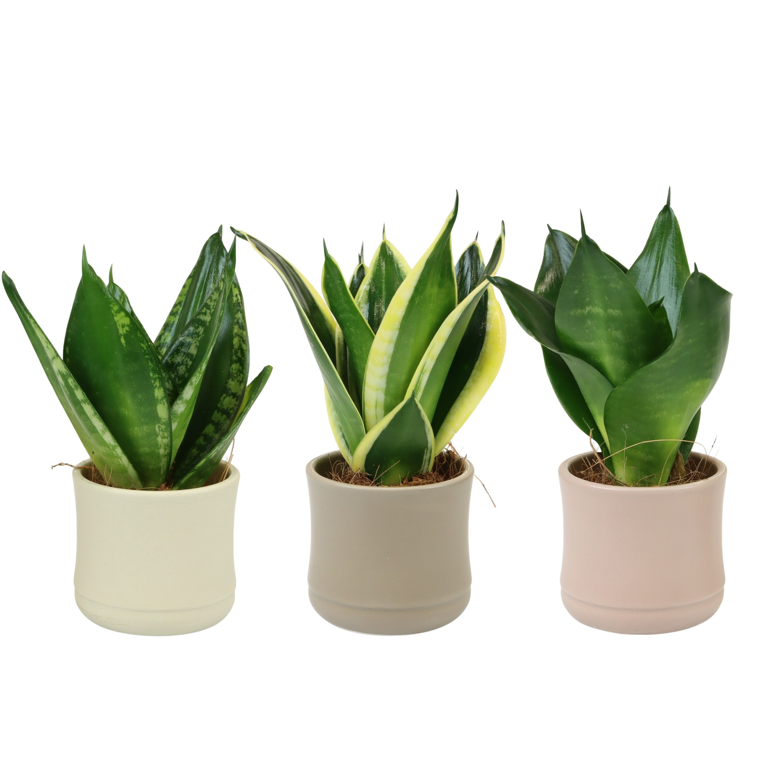 Dust with Sansevieria Hahni mix, D 6