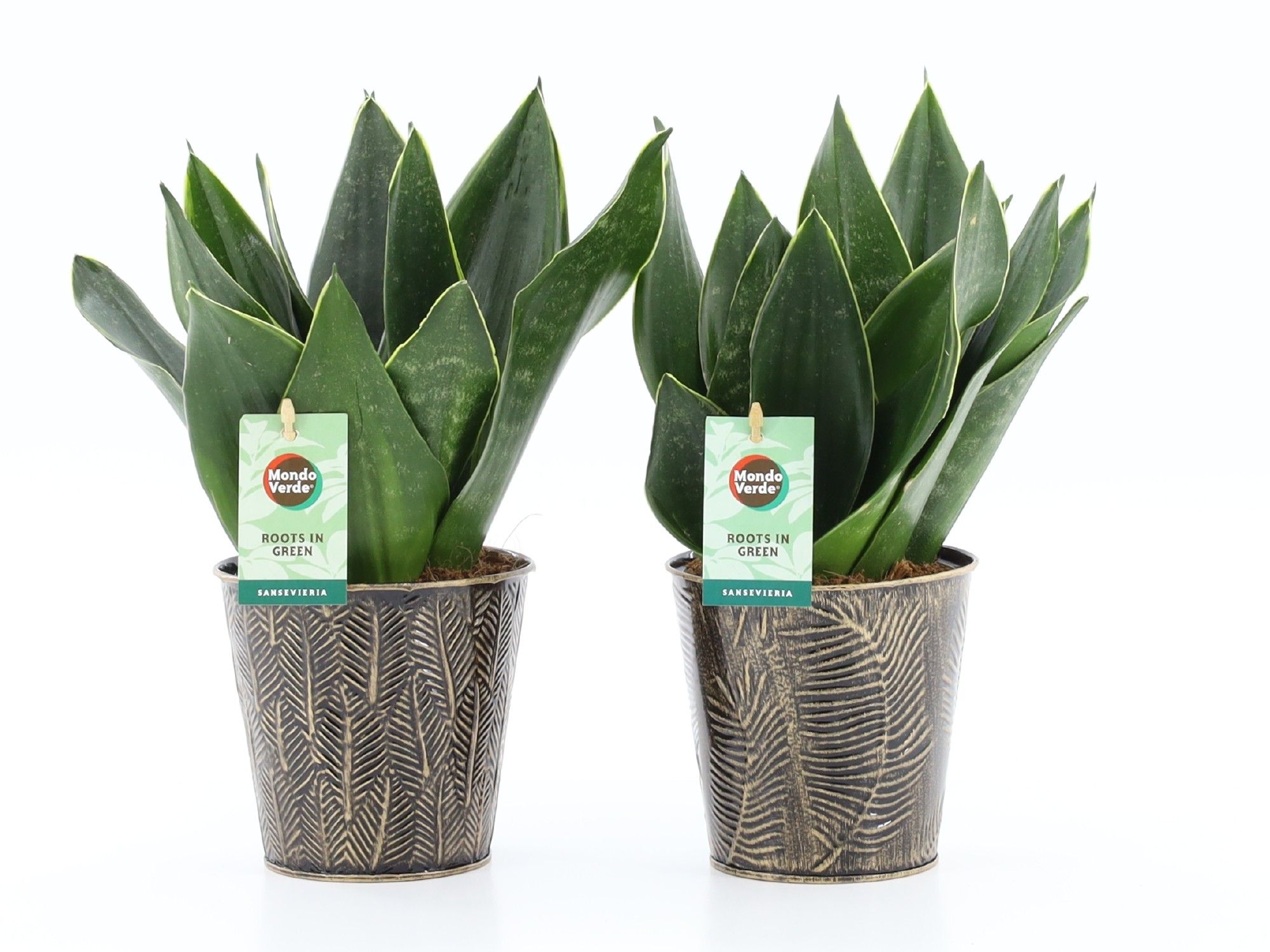 Sansevieria Black Diamond in Iron Leaf, D 13